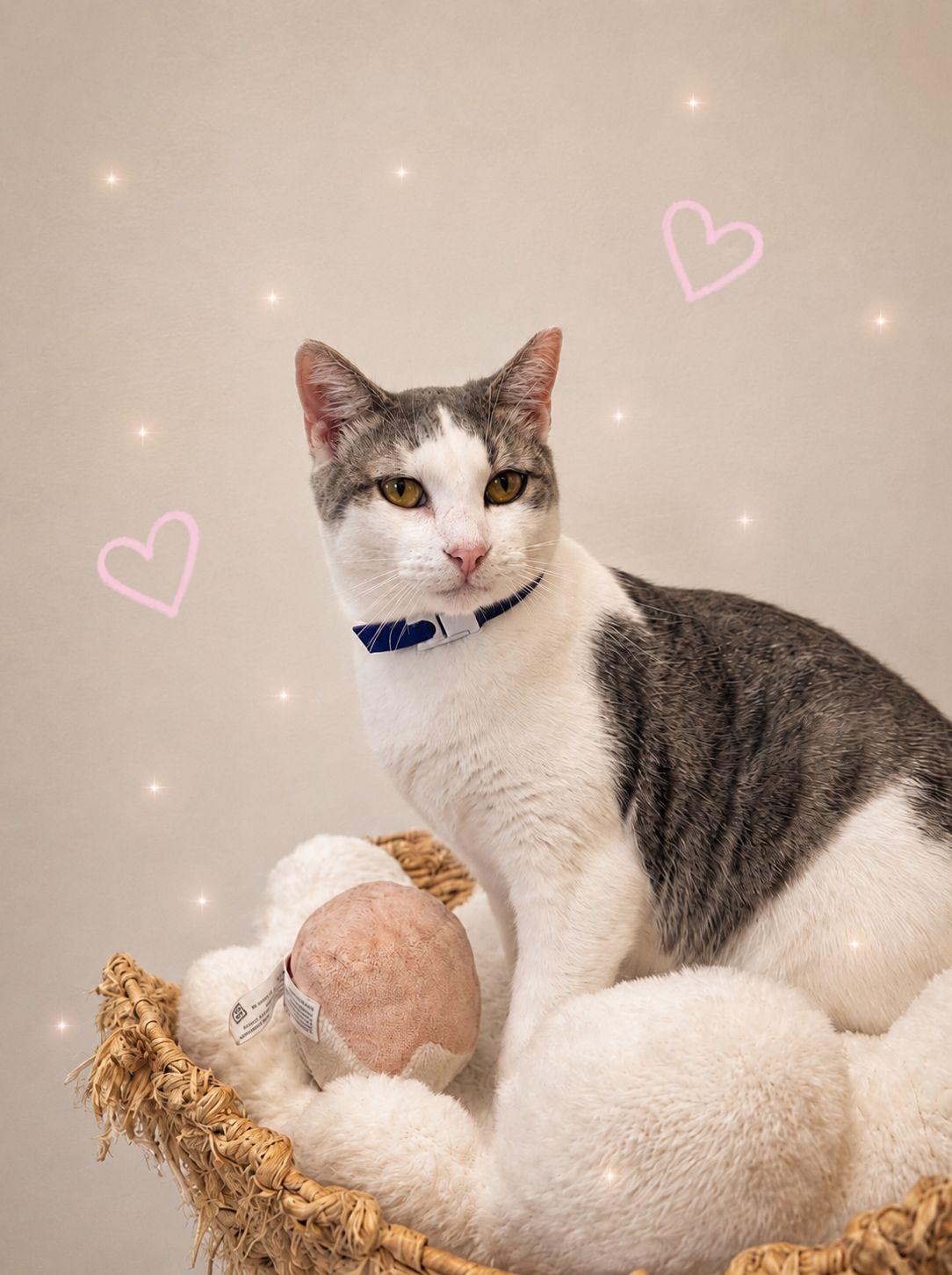 Julia, a Adoptable Domestic Short Hair in Miami Beach, FL image 2/6