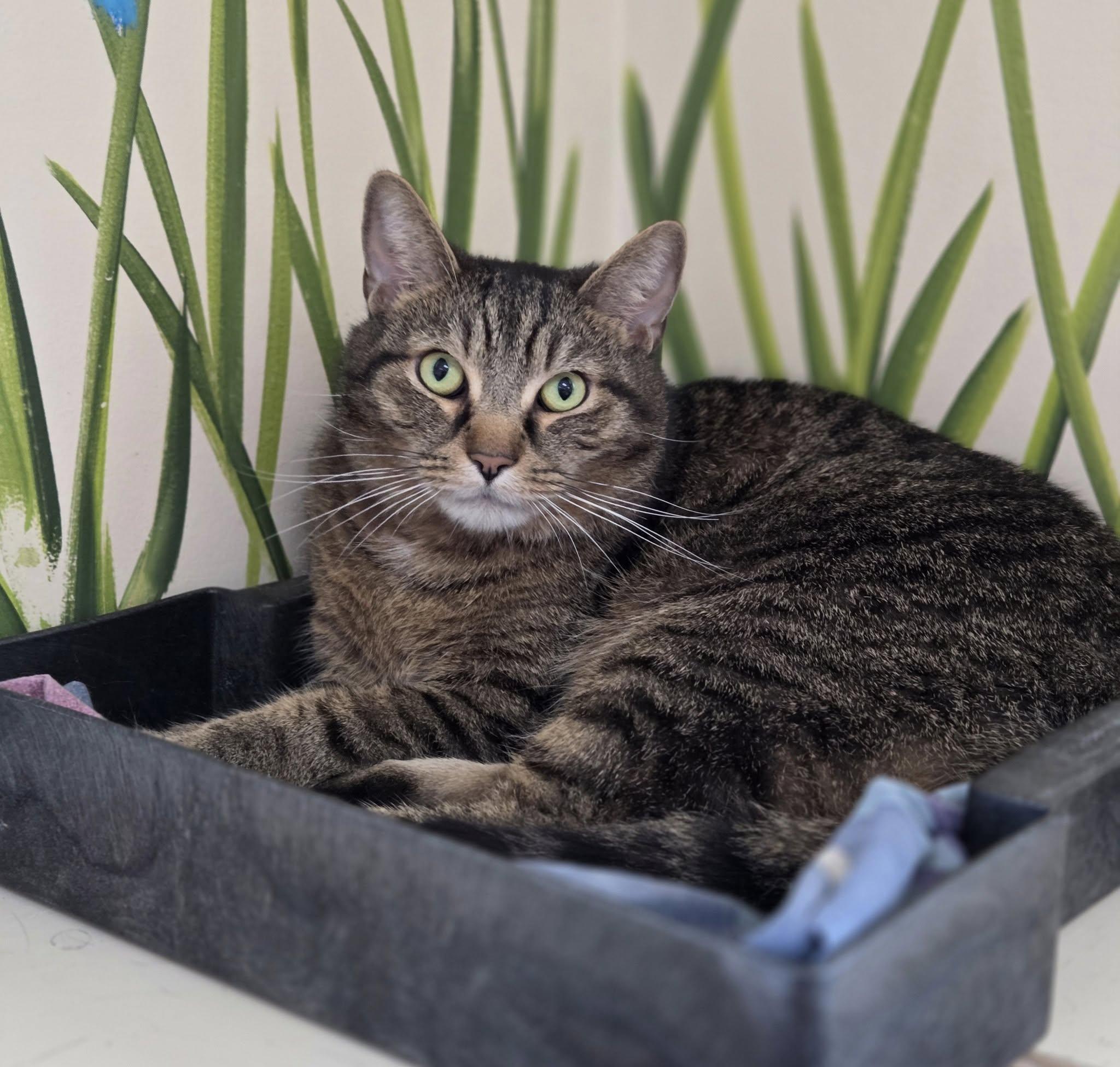 Puddles, Adult Male unknown