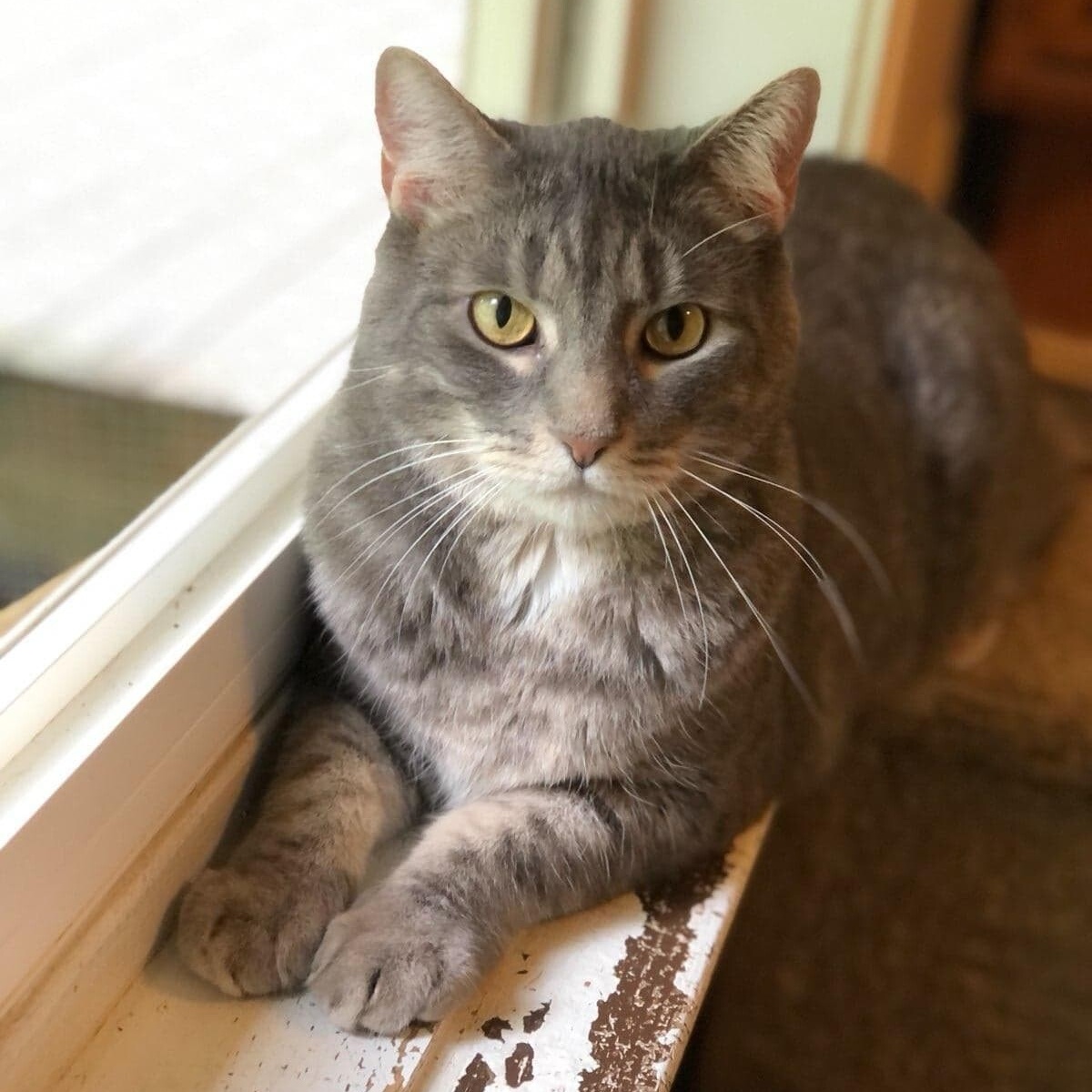 Noah, a Adoptable Domestic Short Hair in Vine Grove, KY image 2/6
