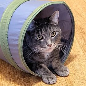 Noah, a Adoptable Domestic Short Hair in Vine Grove, KY image 1/6