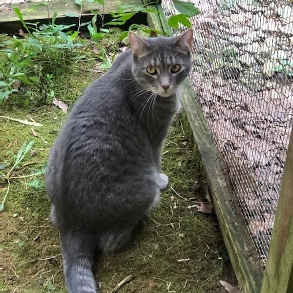 Noah, a Adoptable Domestic Short Hair in Vine Grove, KY image 3/6