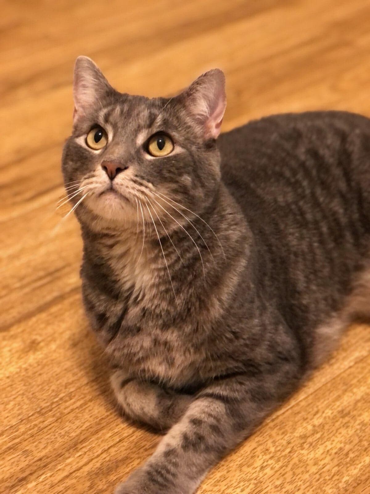 Noah, Adult Male unknown