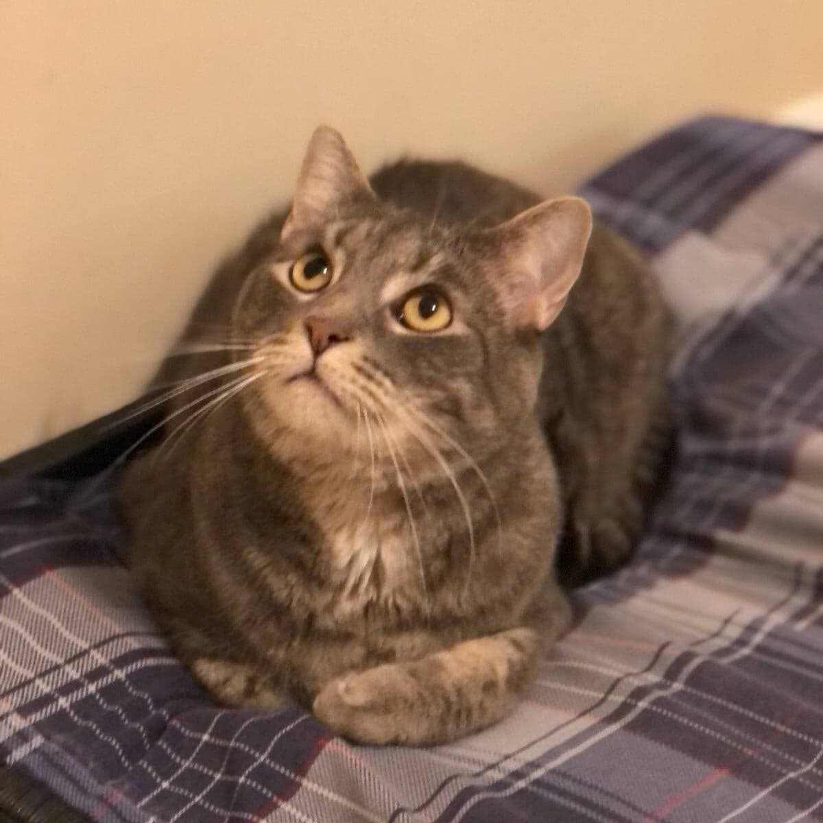 Noah, a Adoptable Domestic Short Hair in Vine Grove, KY image 5/6