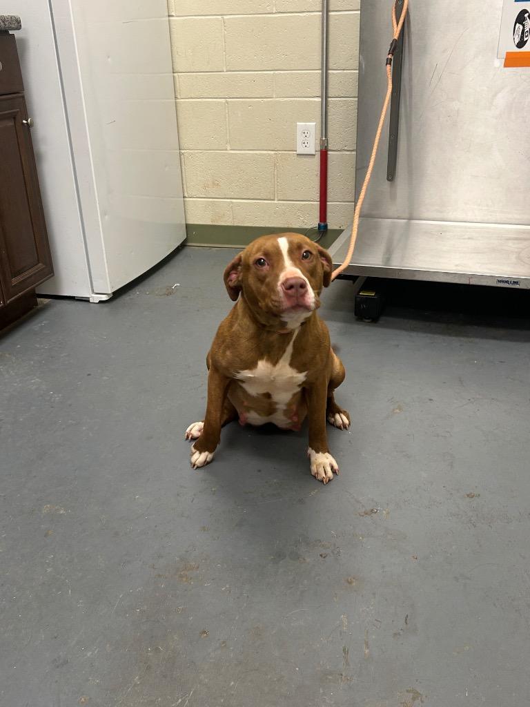 2026-01-039  *Hazel*, Adoptable, Adult Female Pit Bull Terrier.