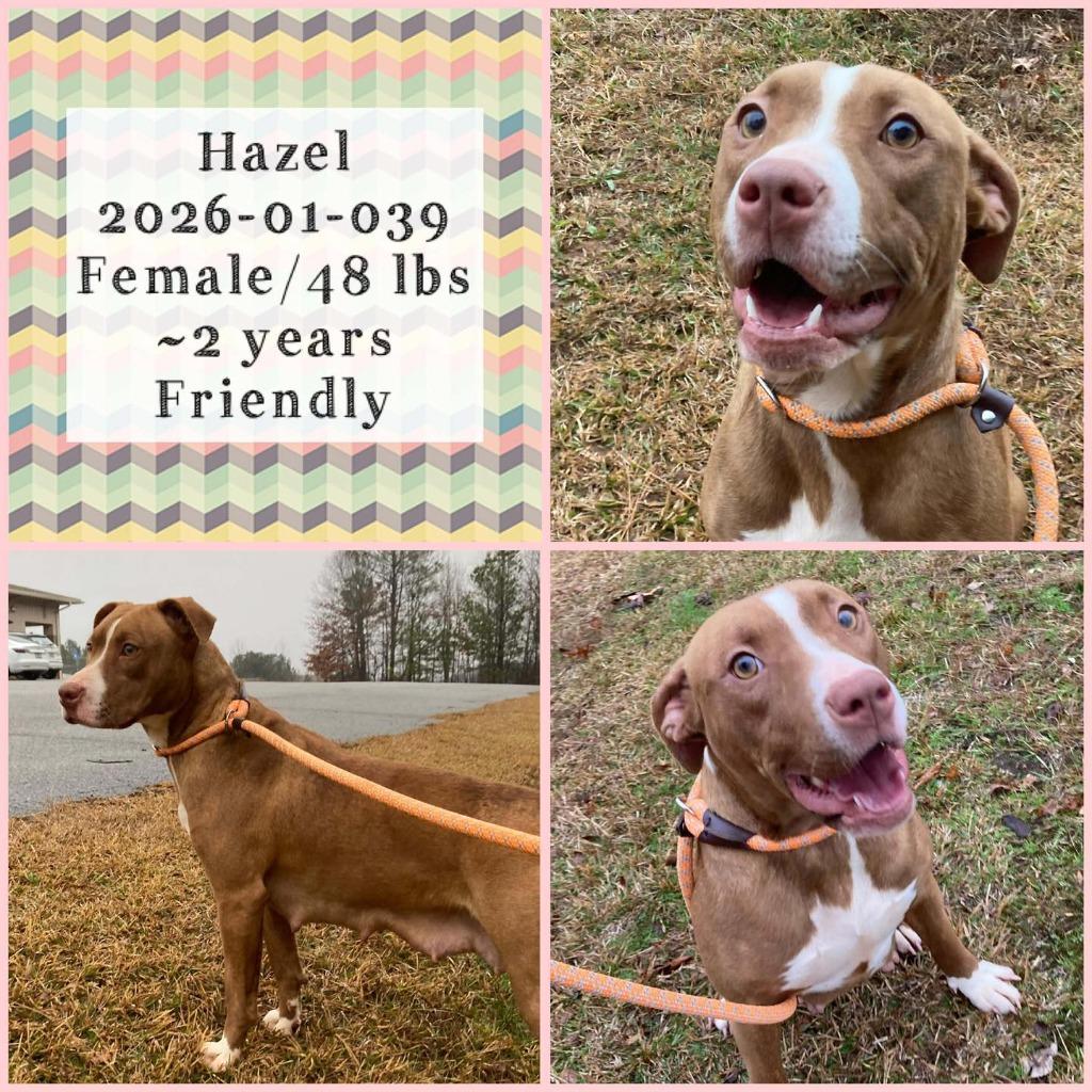 2026-01-039 *Hazel*, a Adoptable Pit Bull Terrier in Winder, GA image 2/2