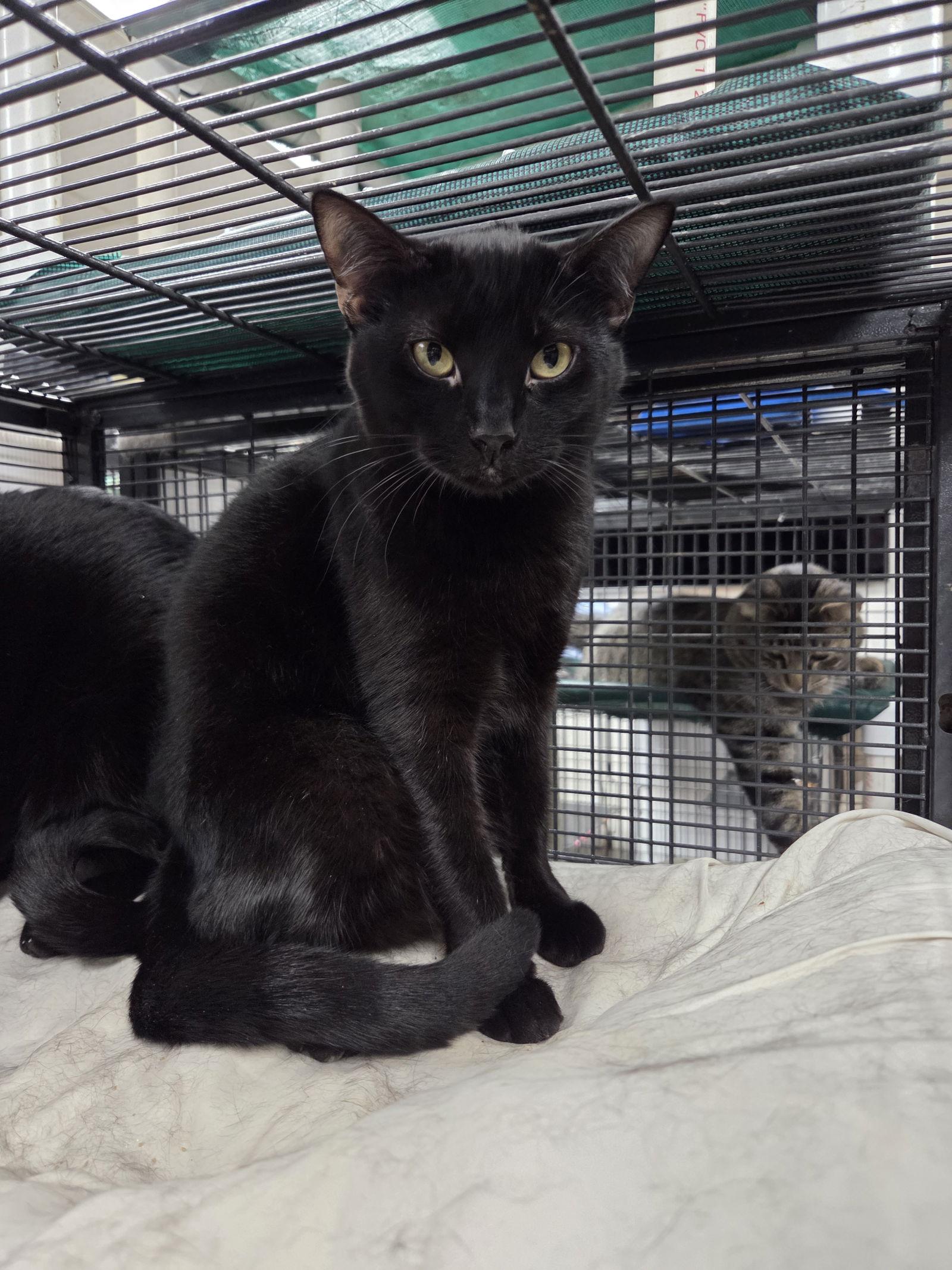 Kit, Adoptable, Young Female Domestic Short Hair.