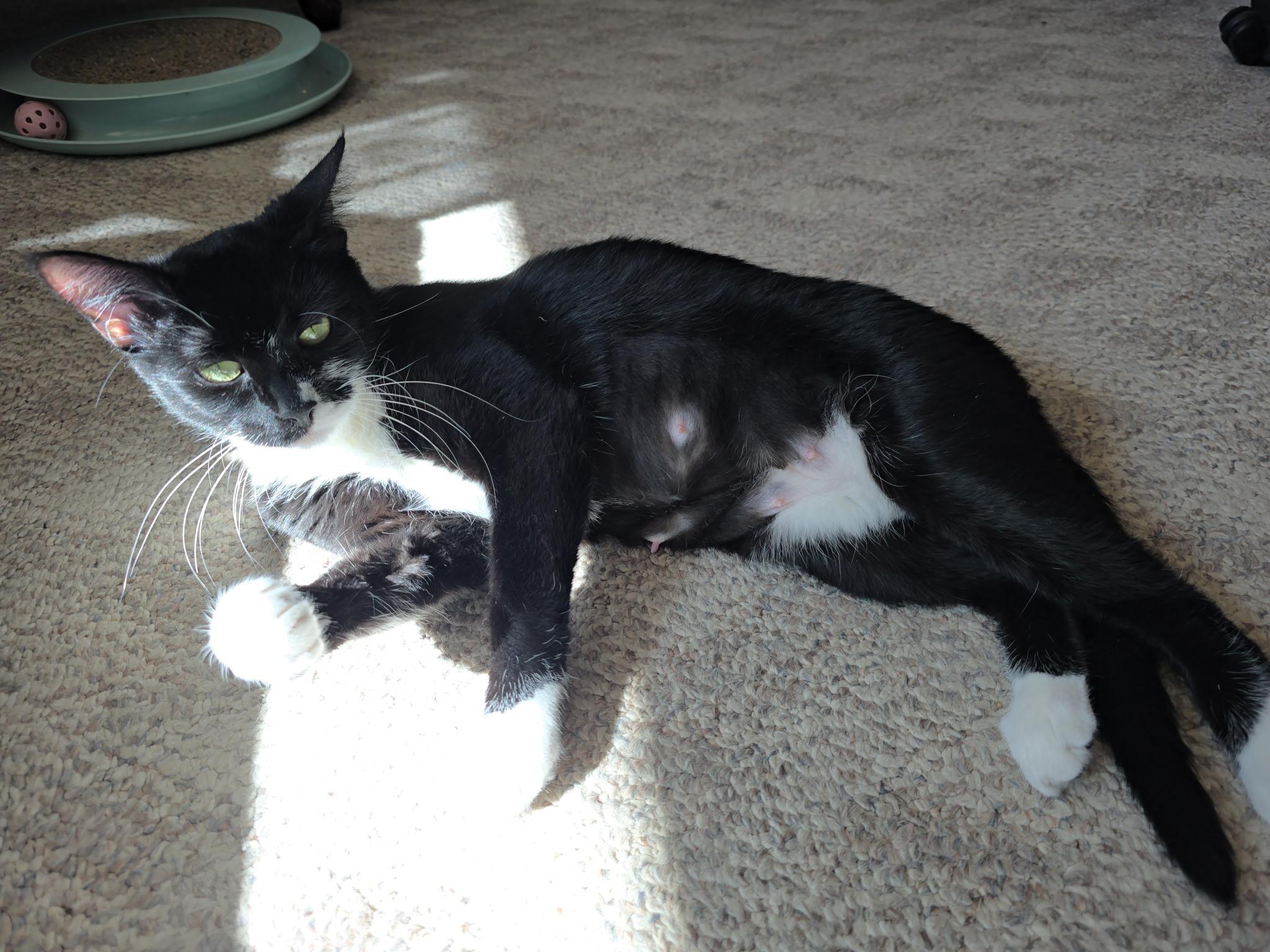 Enlarge Oreo, a ADOPTABLE Domestic Short Hair in Sierra Vista, AZ image 1/2