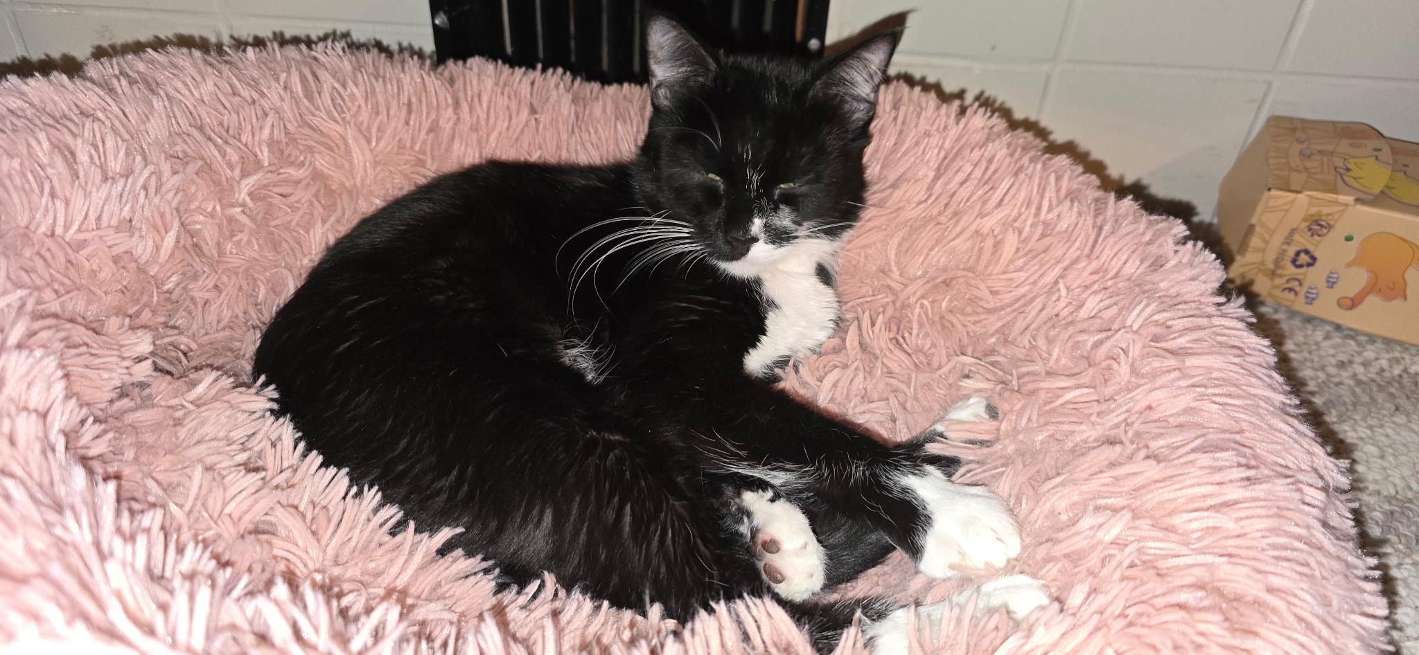 Enlarge Oreo, a ADOPTABLE Domestic Short Hair in Sierra Vista, AZ image 2/2