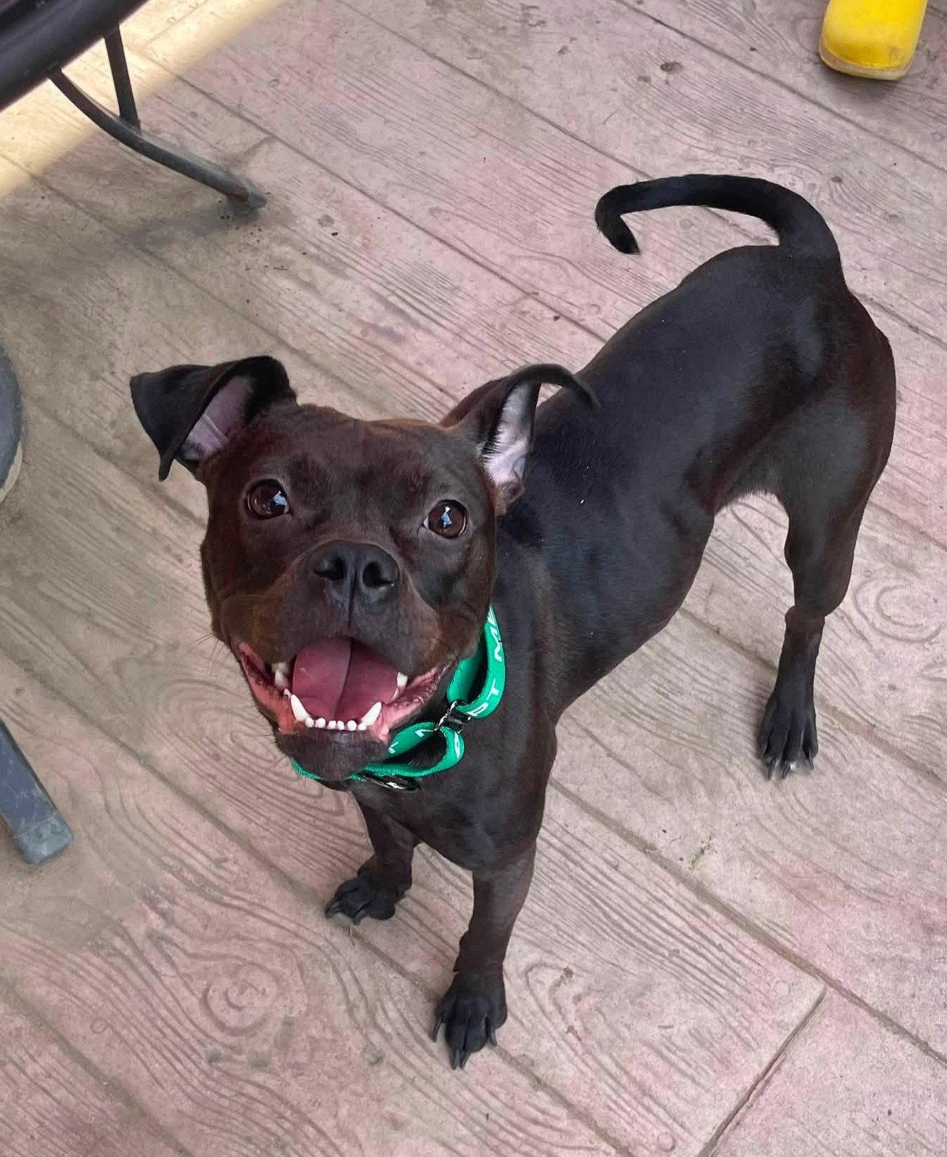Dolly, Adoptable, Young Female Pit Bull Terrier.