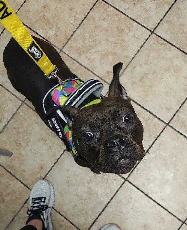 Enlarge Dolly, a Adoptable Pit Bull Terrier in Rochester, NY image 2/3