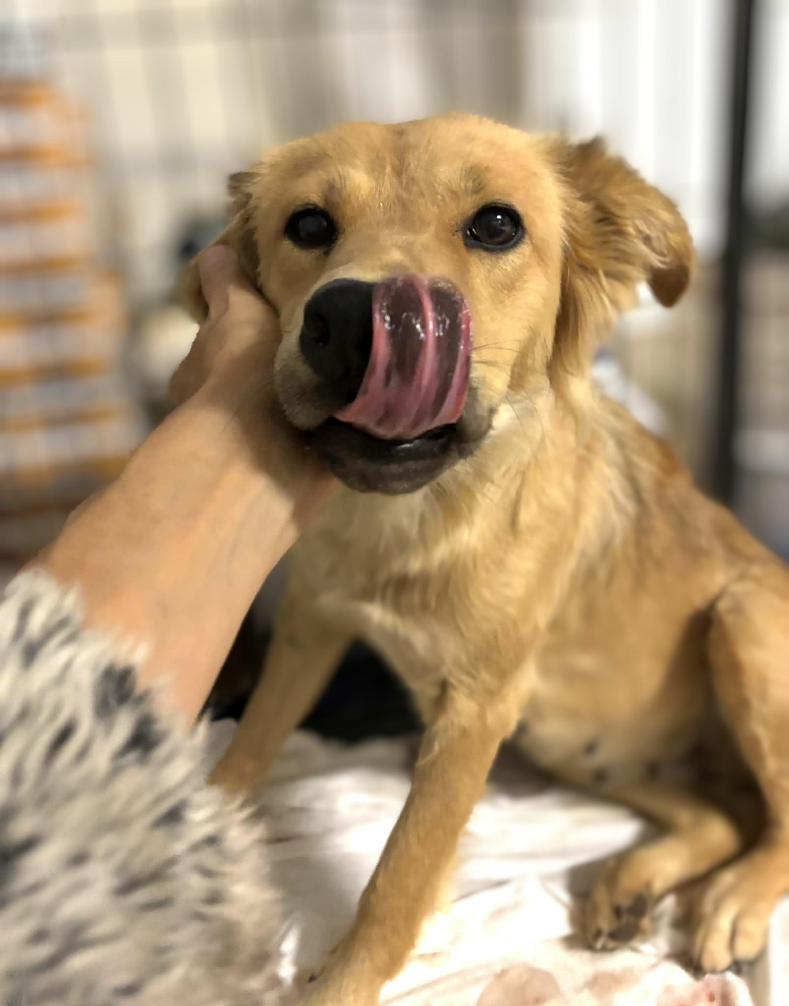 Della, Adoptable, Adult Female Retriever & Mixed Breed.