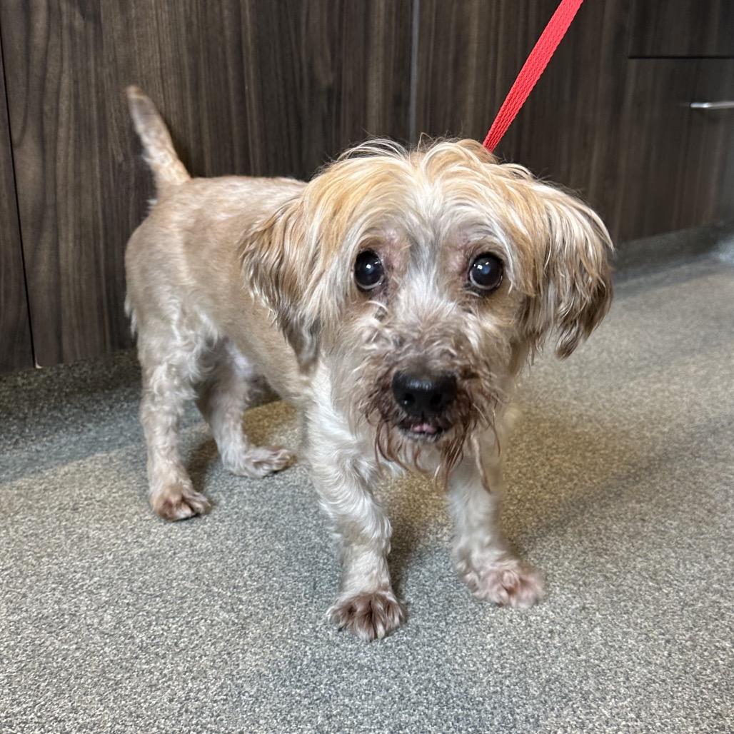 Irving, Adoptable, Senior Male Mixed Breed.