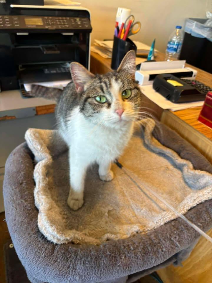 Muffin, a ADOPTABLE Domestic Short Hair in Tucson, AZ image 3/5