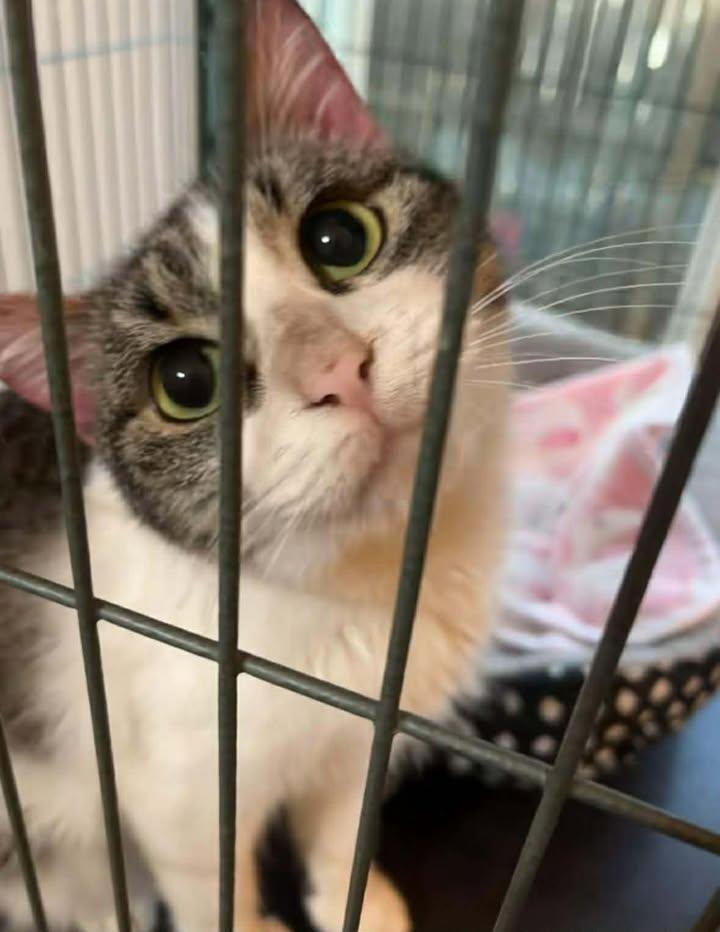 Muffin, ADOPTABLE, Adult Female Domestic Short Hair.