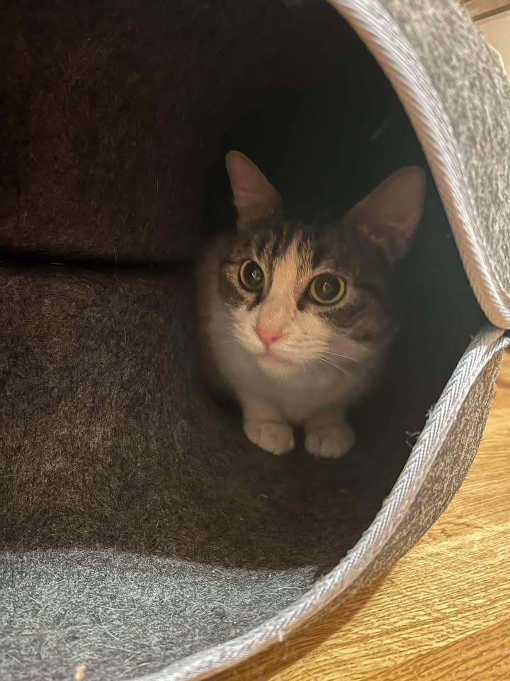 Muffin, a ADOPTABLE Domestic Short Hair in Tucson, AZ image 4/5