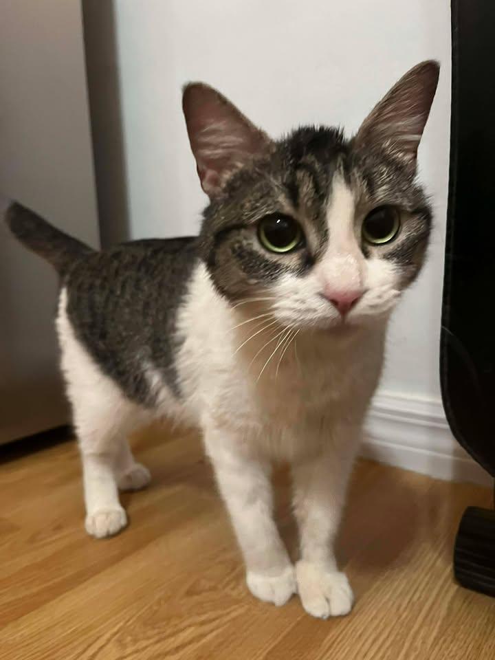 Muffin, a ADOPTABLE Domestic Short Hair in Tucson, AZ image 5/5