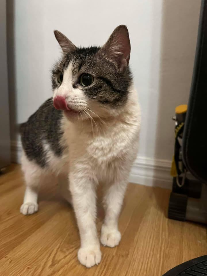 Muffin, a ADOPTABLE Domestic Short Hair in Tucson, AZ image 2/5