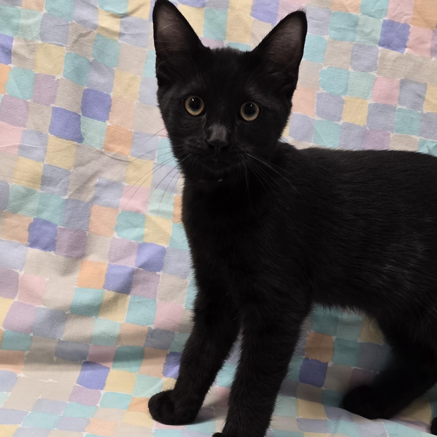 Shade, a Adopted mixed breed in Payson, AZ image 1/2