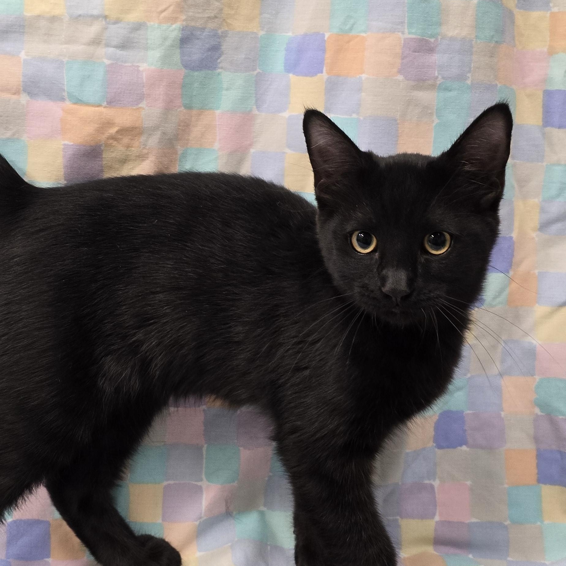 Shade, a Adopted mixed breed in Payson, AZ image 2/2