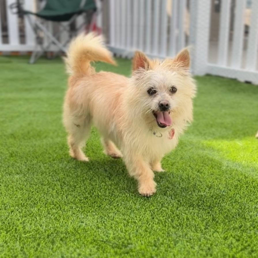 Enlarge Harvey CA, a Adopted Cairn Terrier in Hillside, IL image 1/1