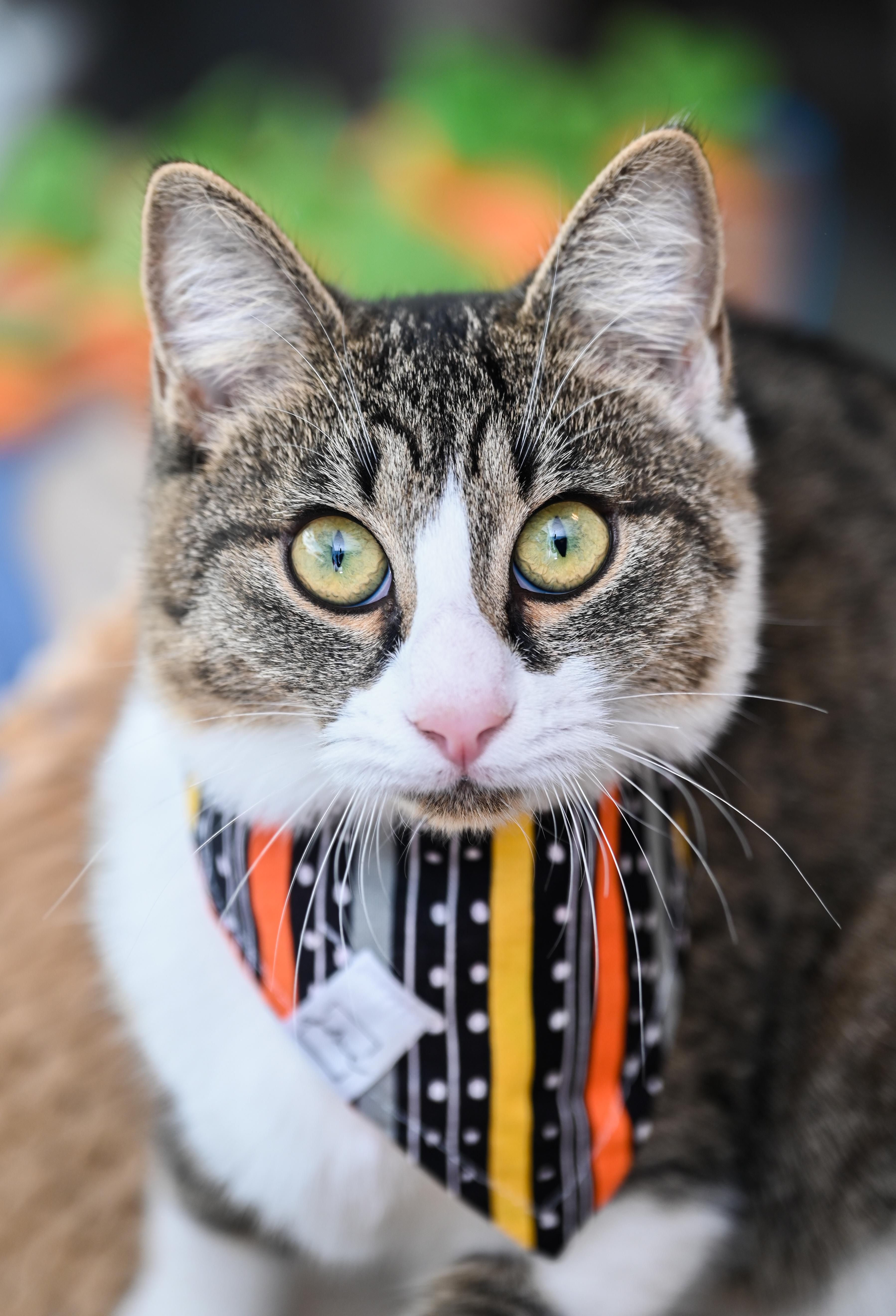 Tink, Adoptable, Young Female Tabby & Domestic Short Hair.