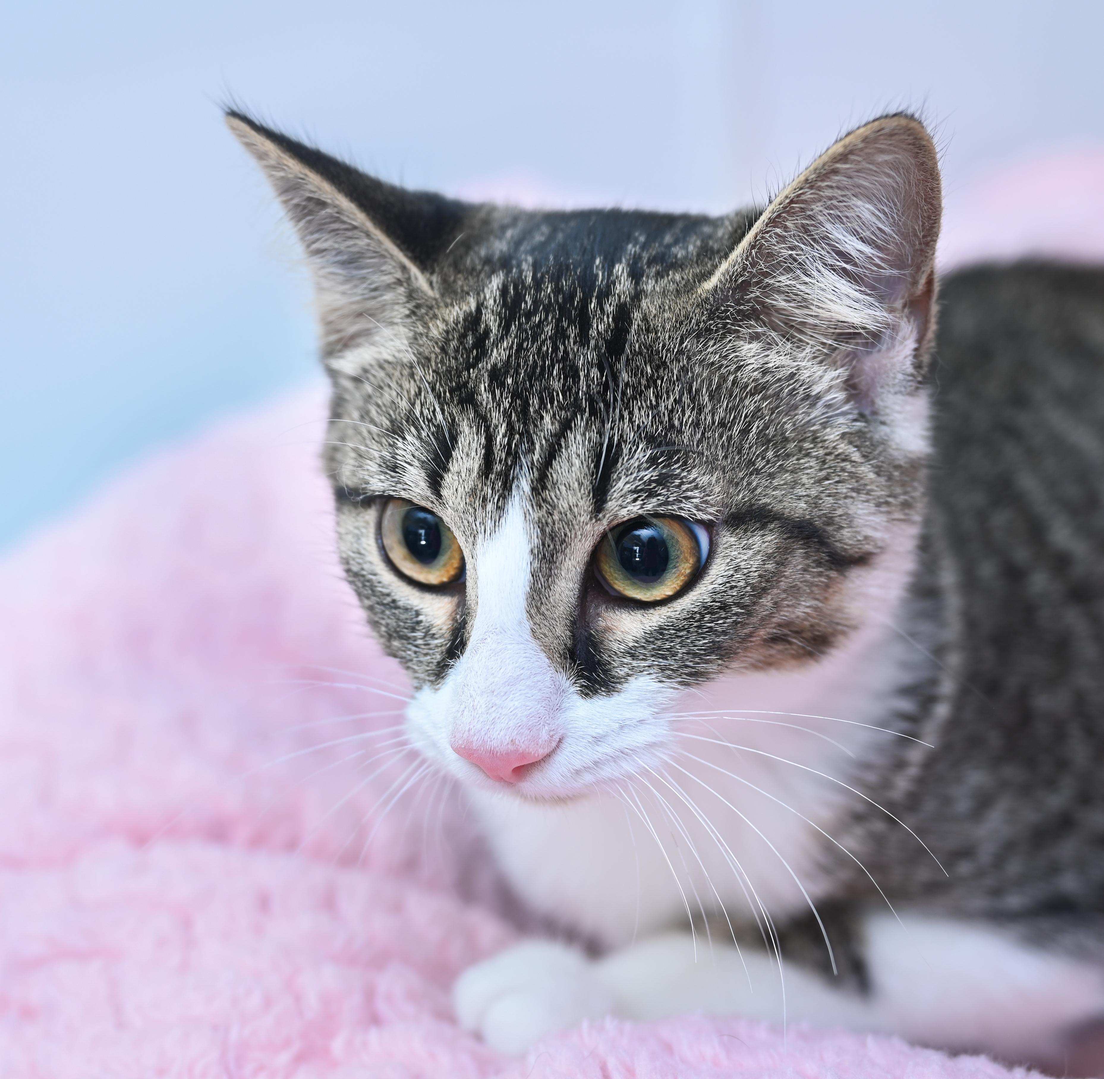 Tink, a Adoptable mixed breed in Chattanooga, TN image 2/6