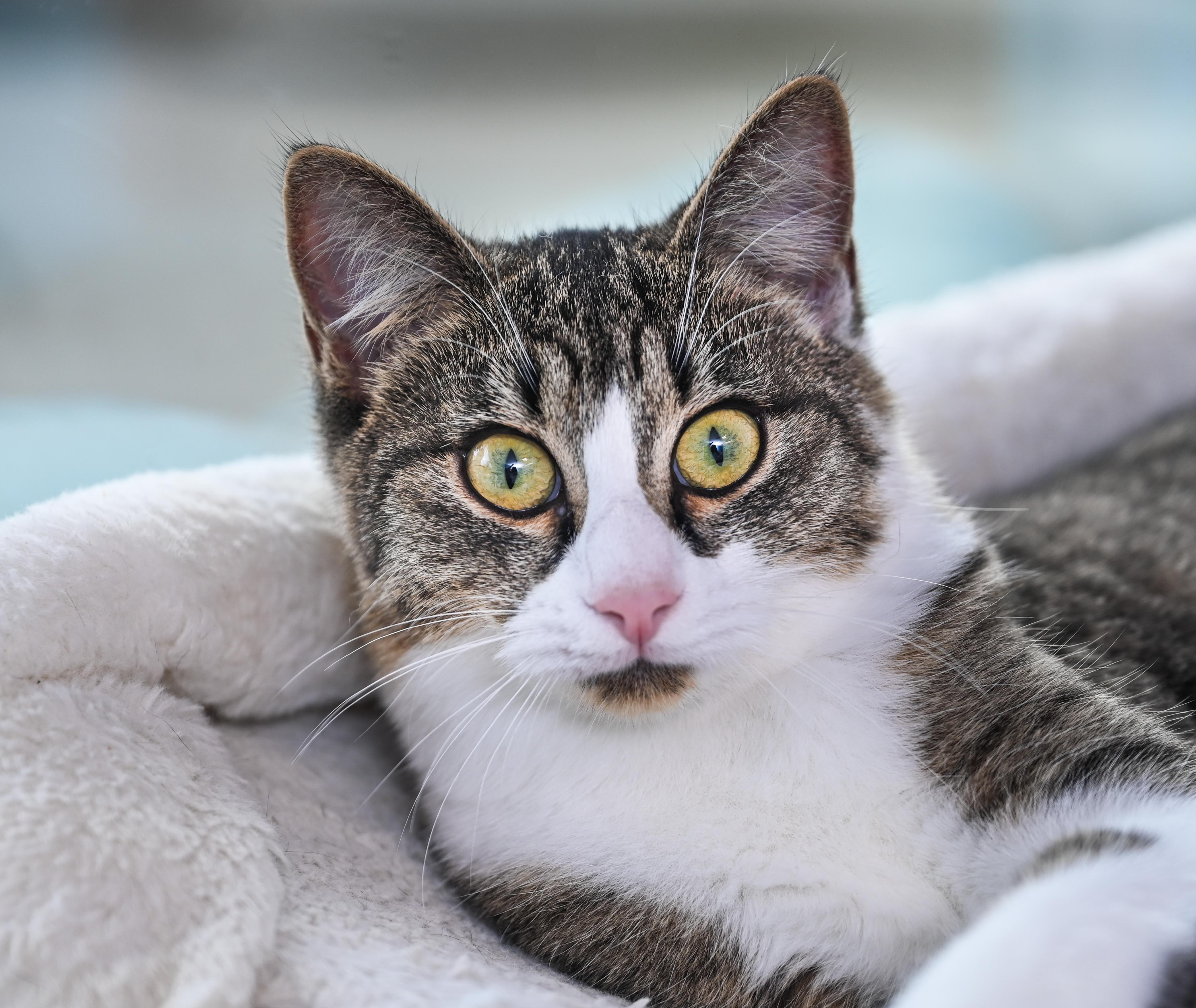 Tink, a Adoptable mixed breed in Chattanooga, TN image 3/6