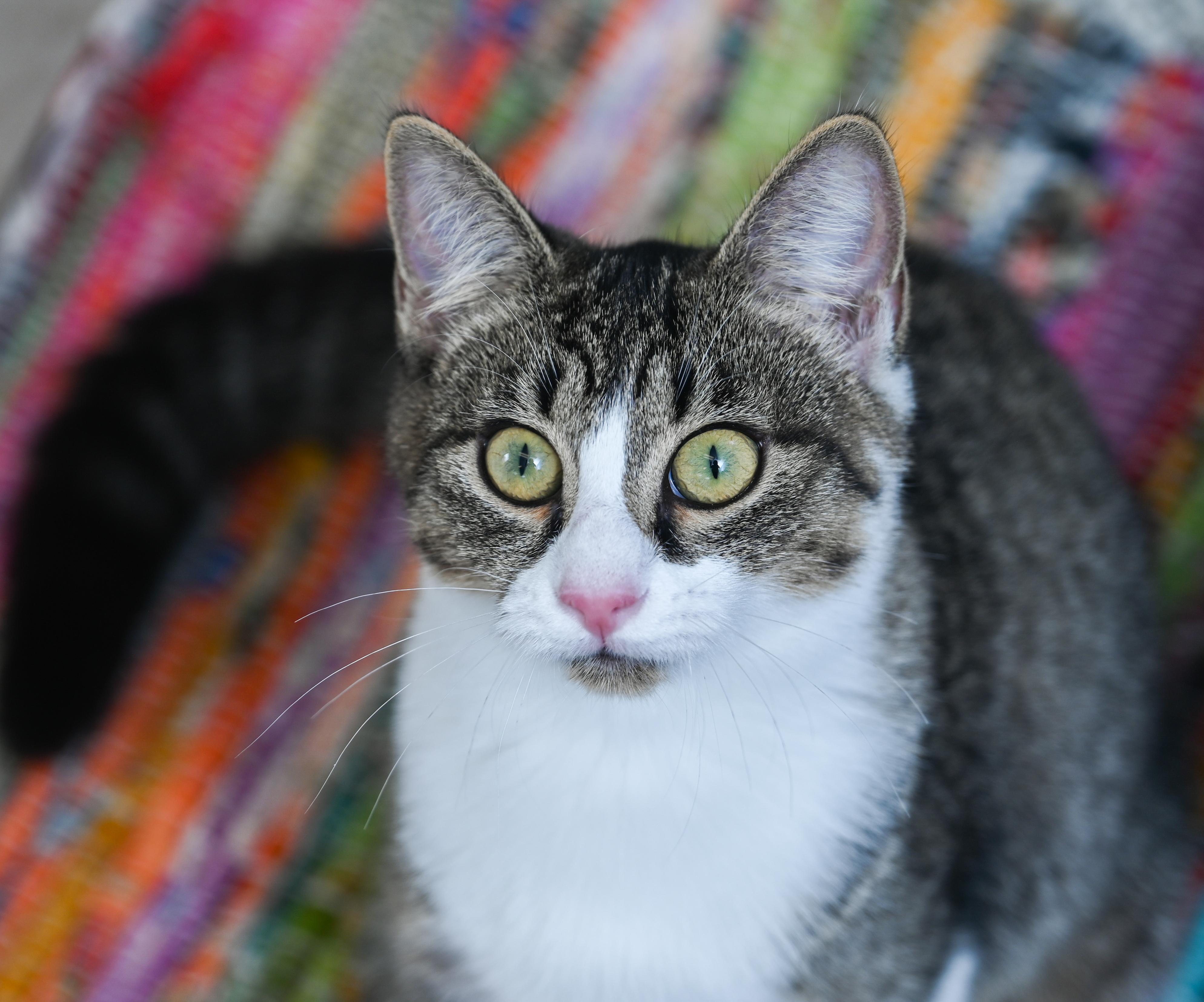 Tink, a Adoptable mixed breed in Chattanooga, TN image 4/6