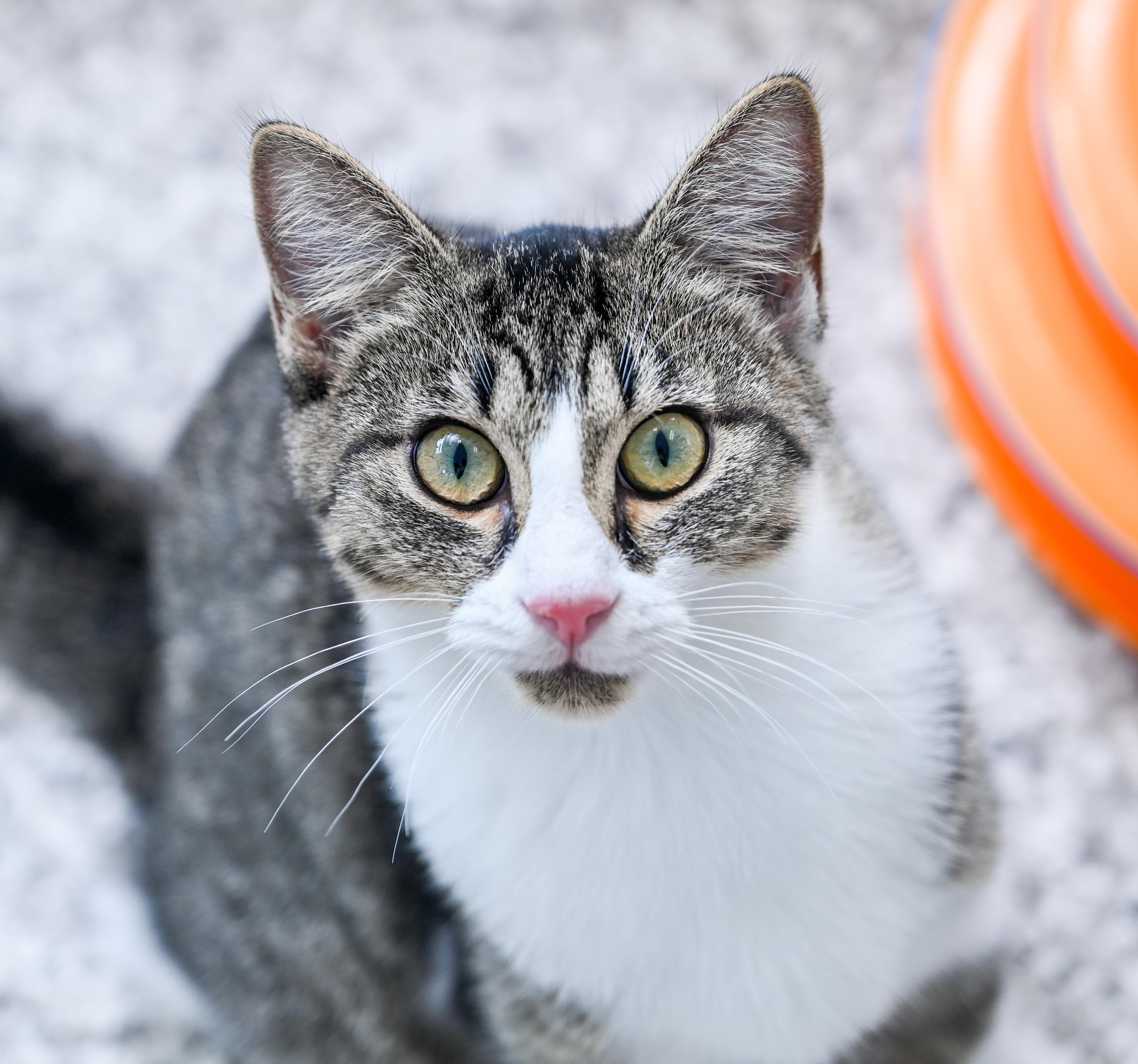 Tink, a Adoptable mixed breed in Chattanooga, TN image 5/6