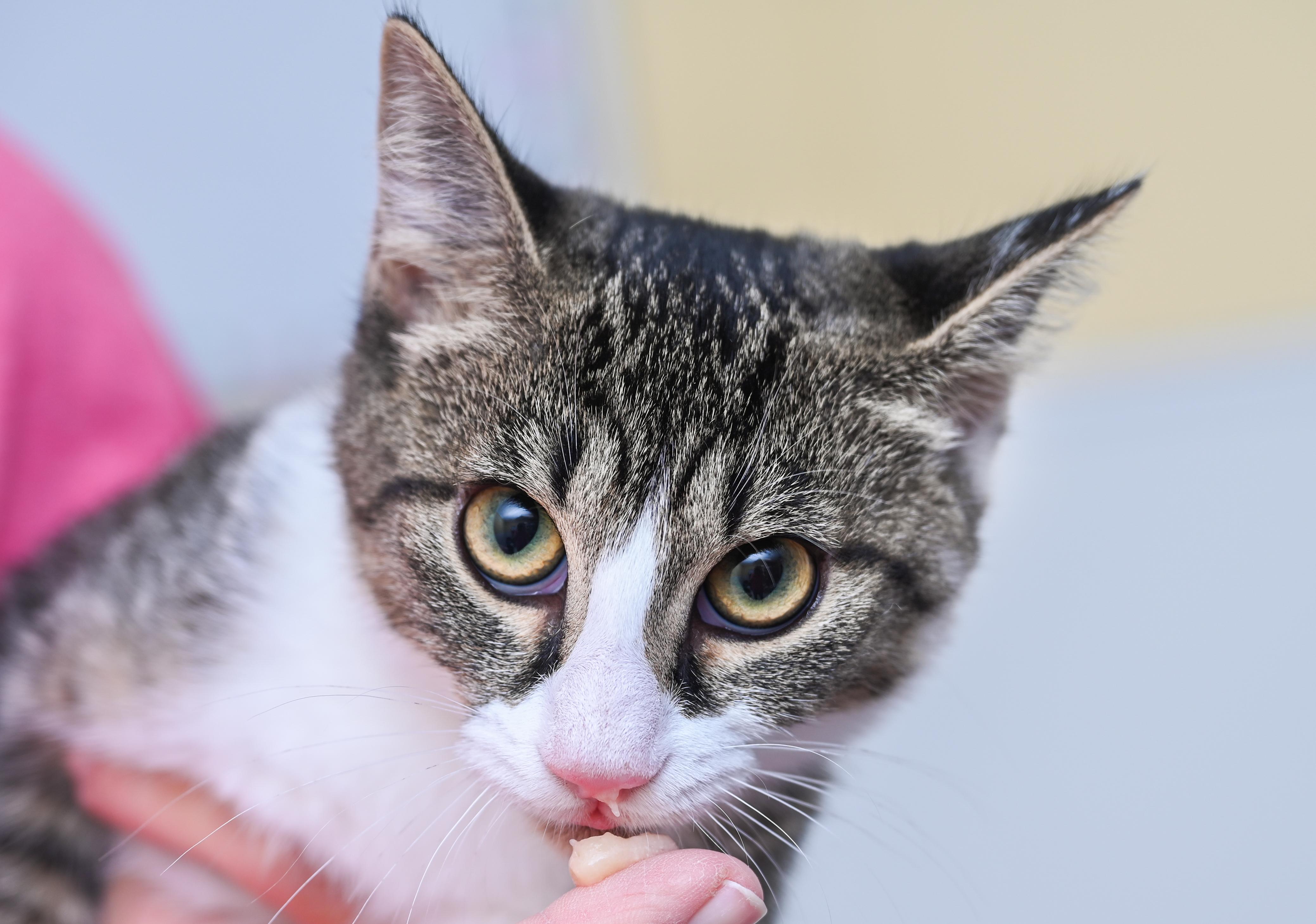 Tink, a Adoptable mixed breed in Chattanooga, TN image 6/6