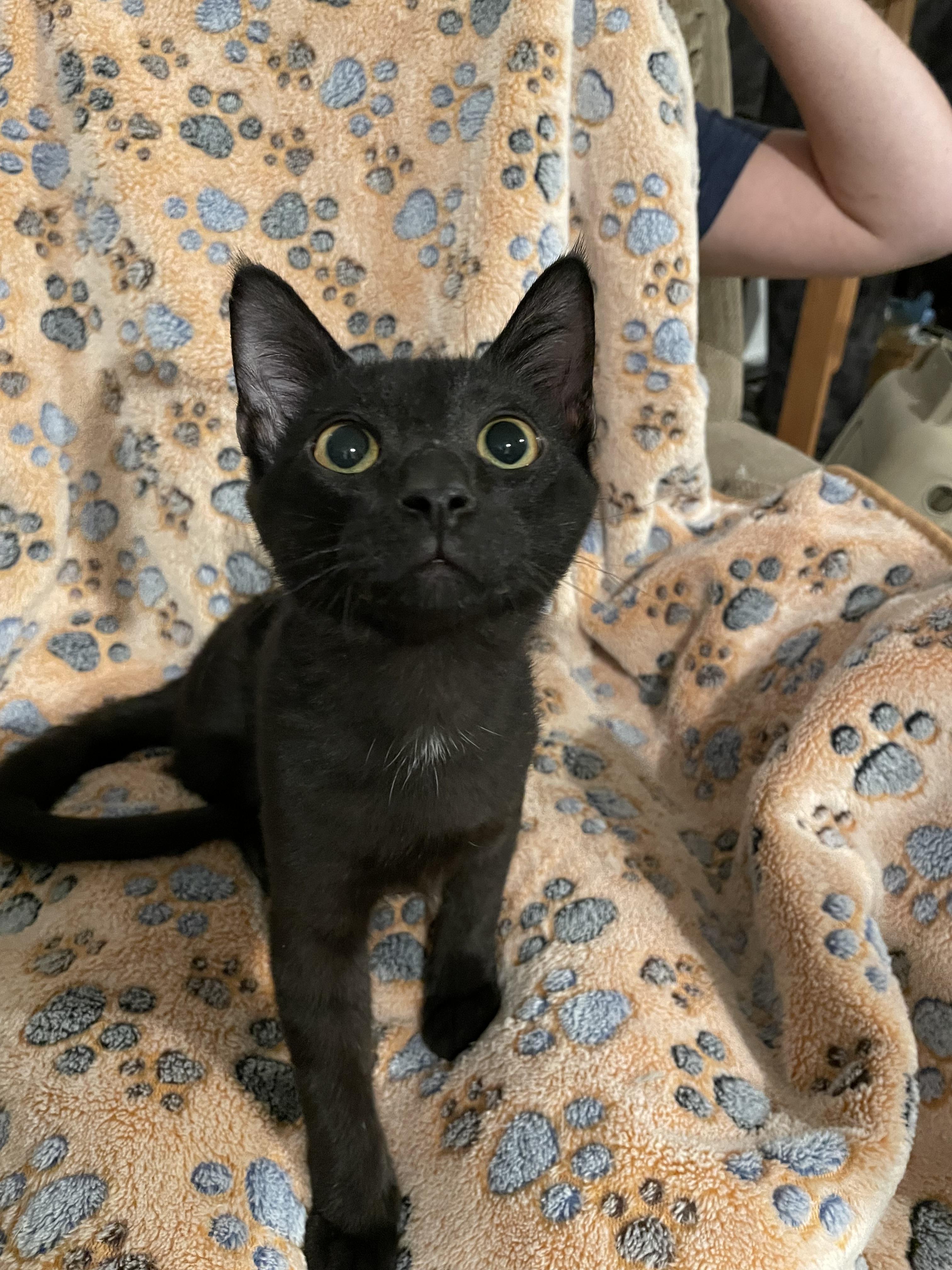 Enlarge Tucker, a Adoptable Domestic Short Hair in Southern Pines, NC image 1/1