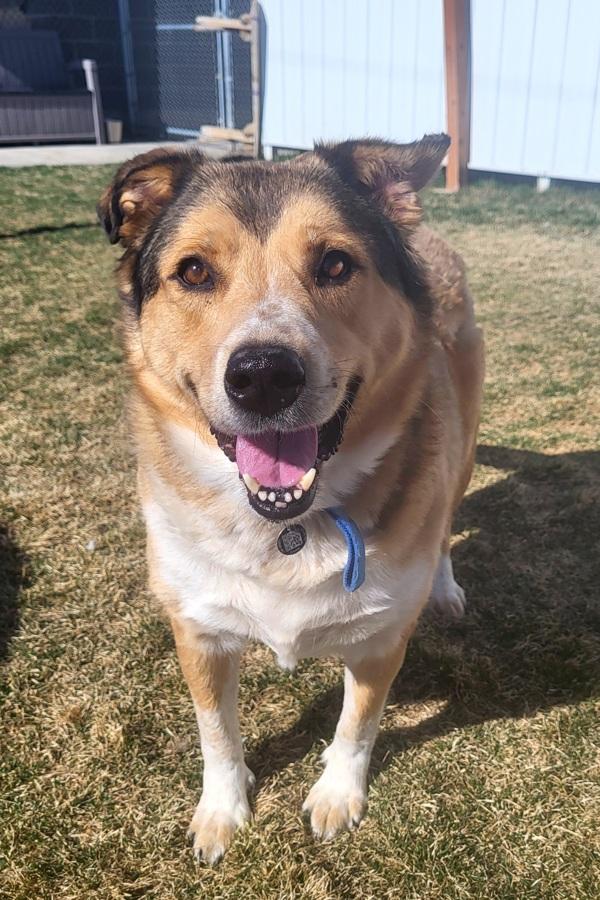Enlarge Buddy, a Adoptable mixed breed in Pocatello, ID image 1/5