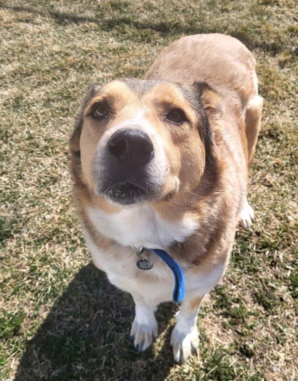 Enlarge Buddy, a Adoptable mixed breed in Pocatello, ID image 2/5