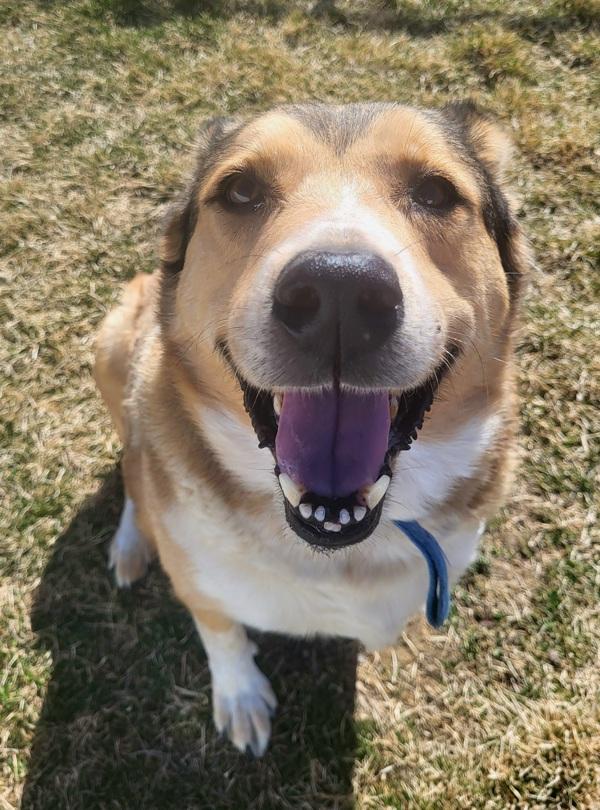Enlarge Buddy, a Adoptable mixed breed in Pocatello, ID image 3/5