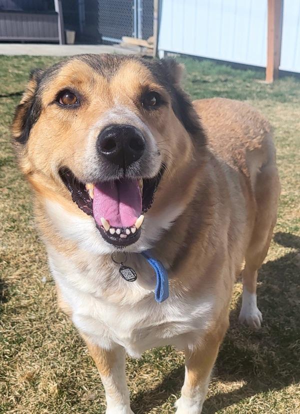 Enlarge Buddy, a Adoptable mixed breed in Pocatello, ID image 4/5
