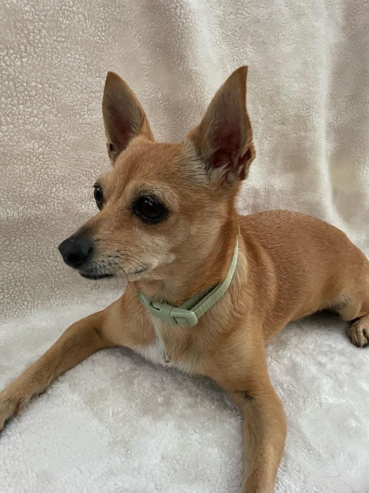 Enlarge Meme, a Adoptable mixed breed in Winter Garden, FL image 2/3