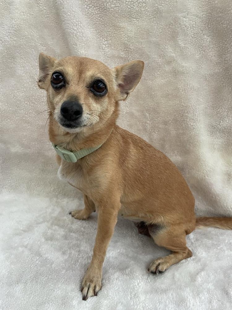 Enlarge Meme, a Adoptable mixed breed in Winter Garden, FL image 3/3