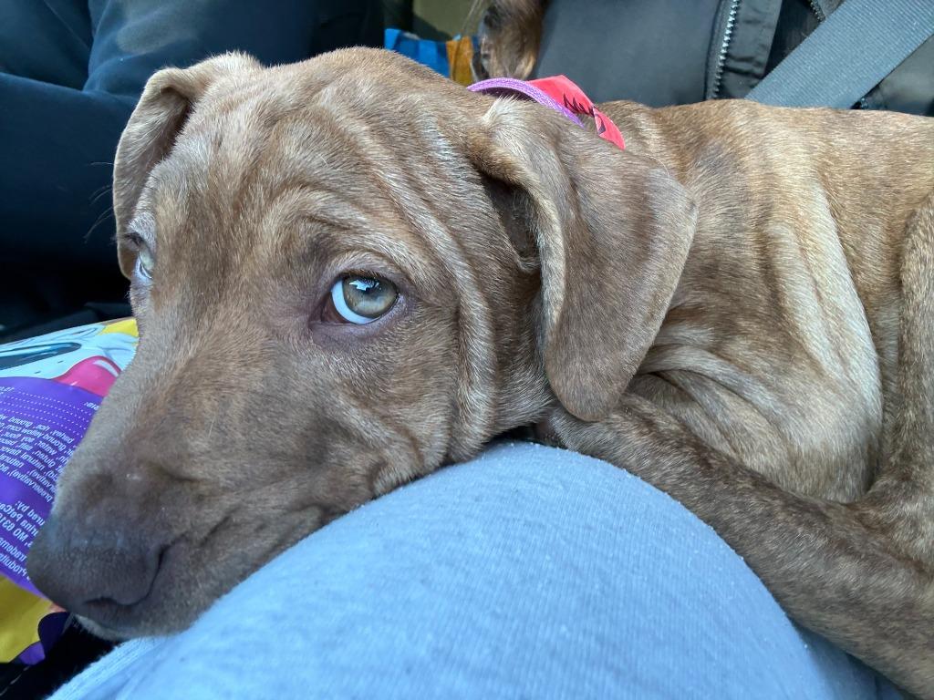 Bella ***Courtesy Listing***, Adoptable, Puppy Female Pit Bull Terrier & Mixed Breed.