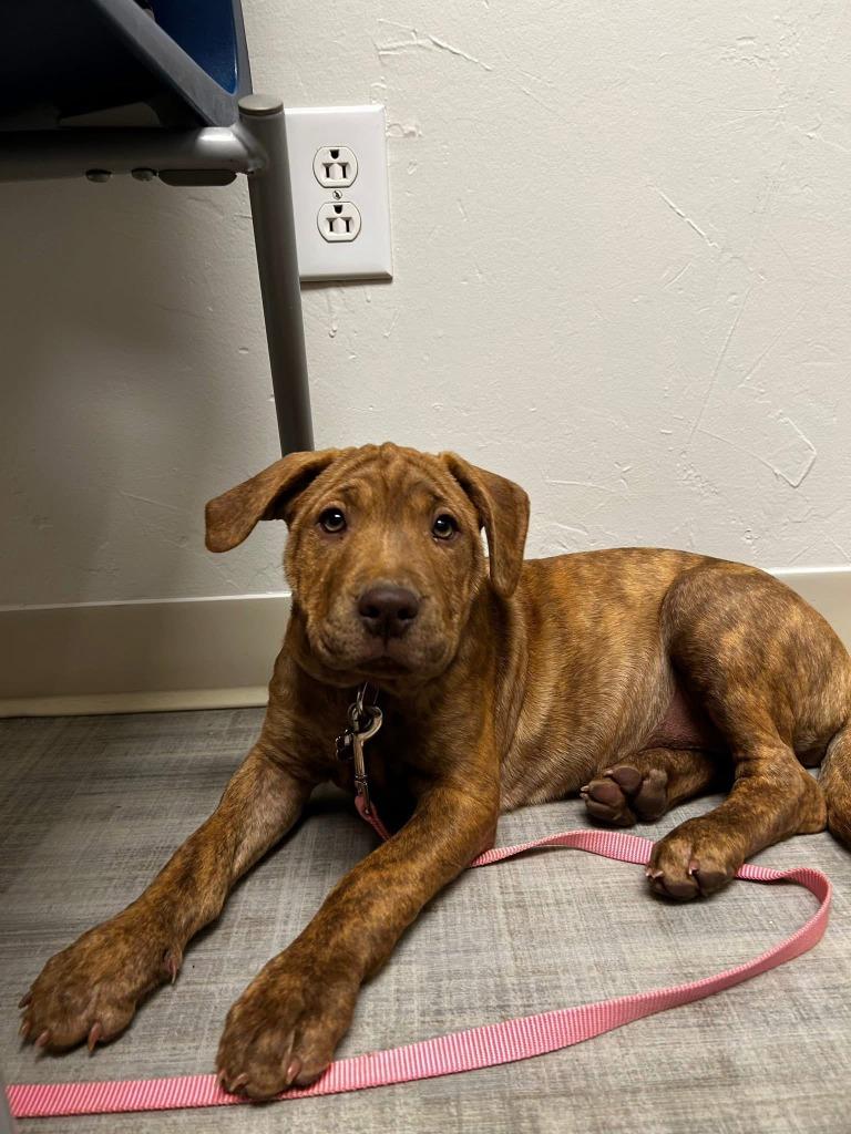 Enlarge Bella ***Courtesy Listing***, a Adoptable mixed breed in Peru, NY image 2/3