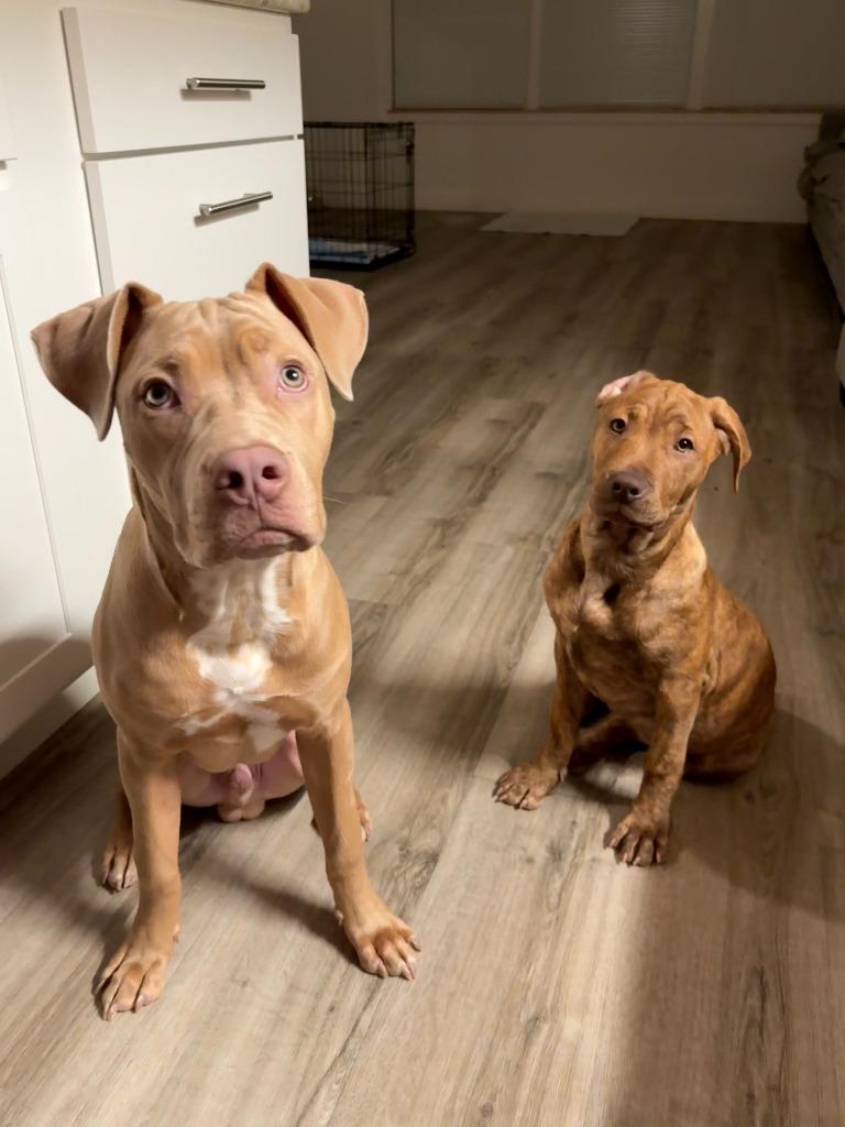 Enlarge Bella ***Courtesy Listing***, a Adoptable mixed breed in Peru, NY image 3/3