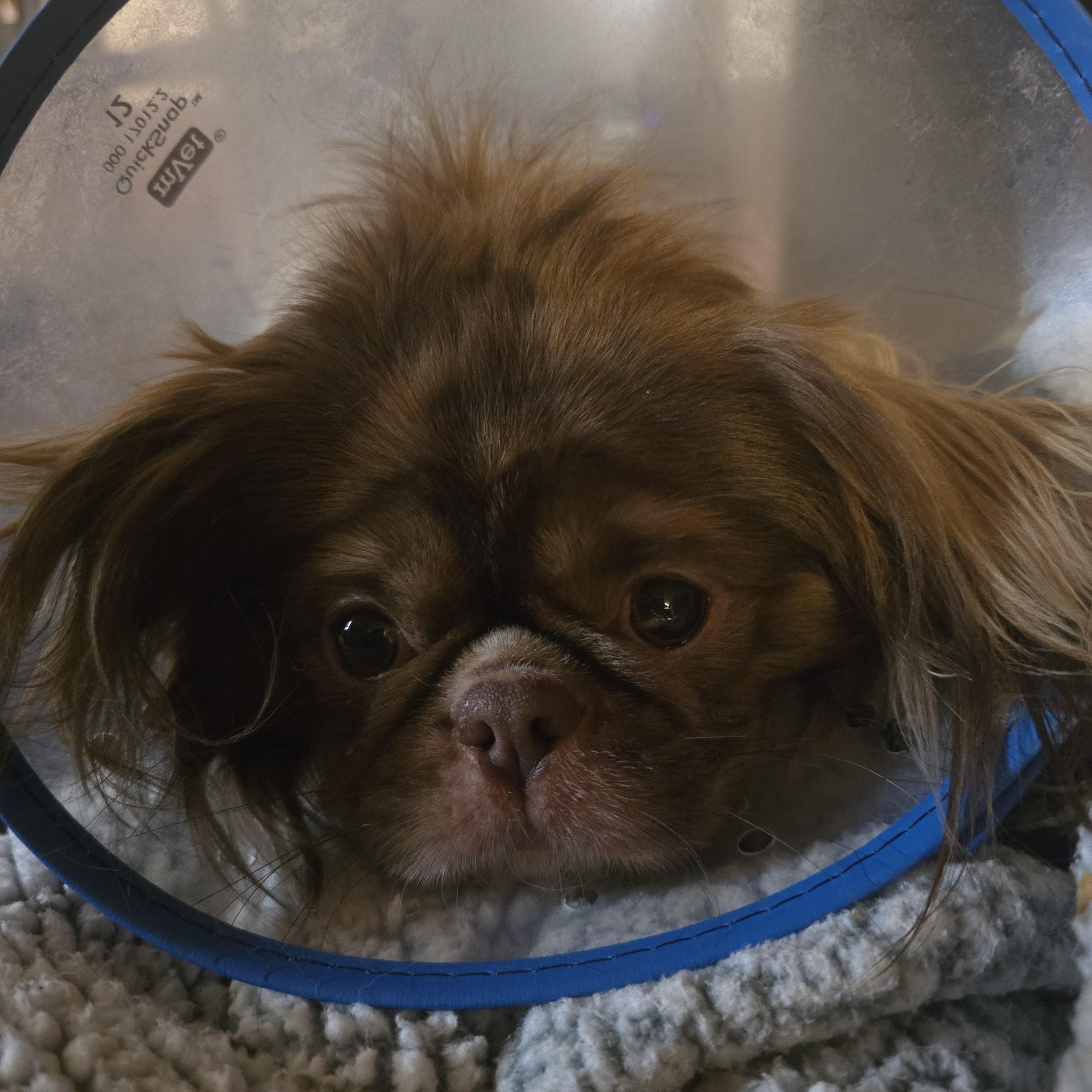 Enlarge Sammy, an adopted mixed breed in Falmouth, MA image 3/6