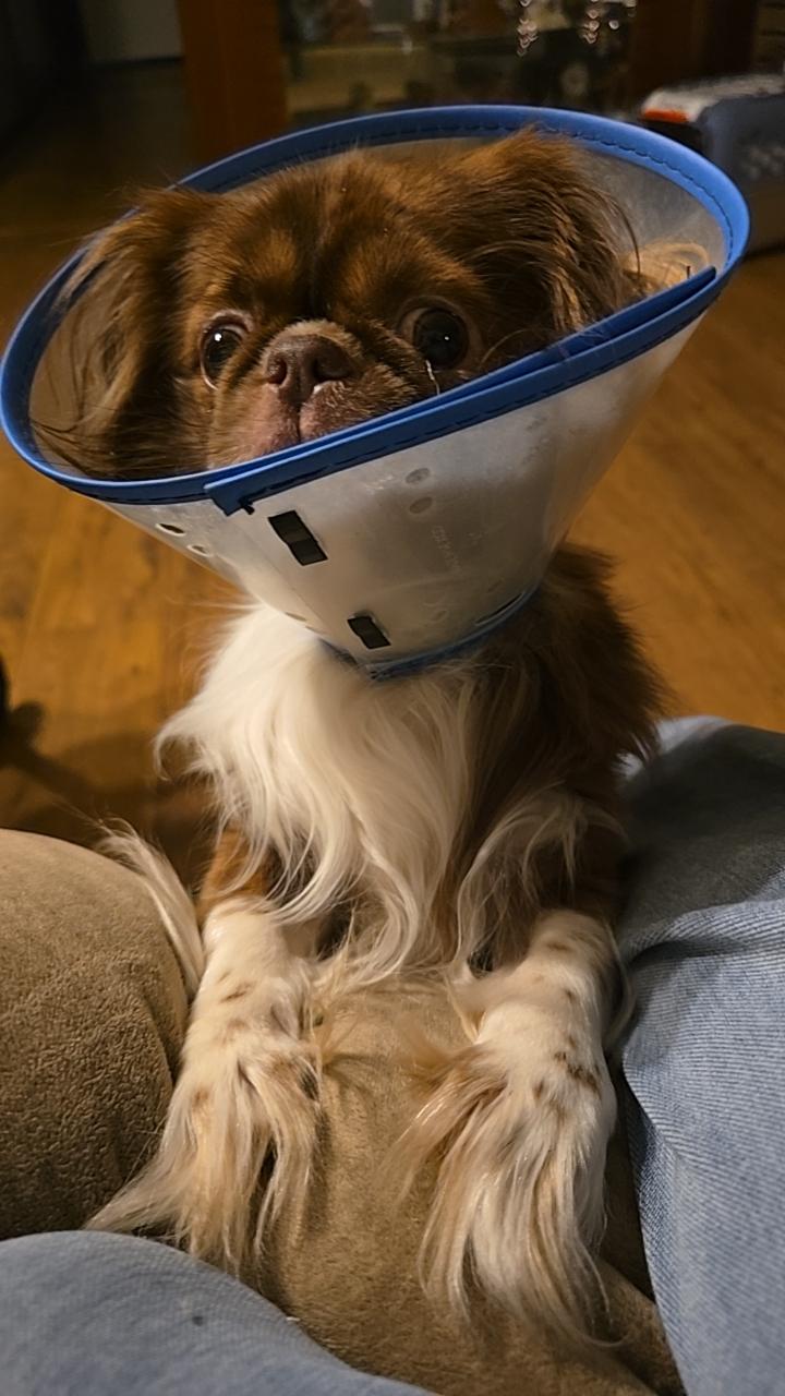 Enlarge Sammy, an adopted mixed breed in Falmouth, MA image 6/6