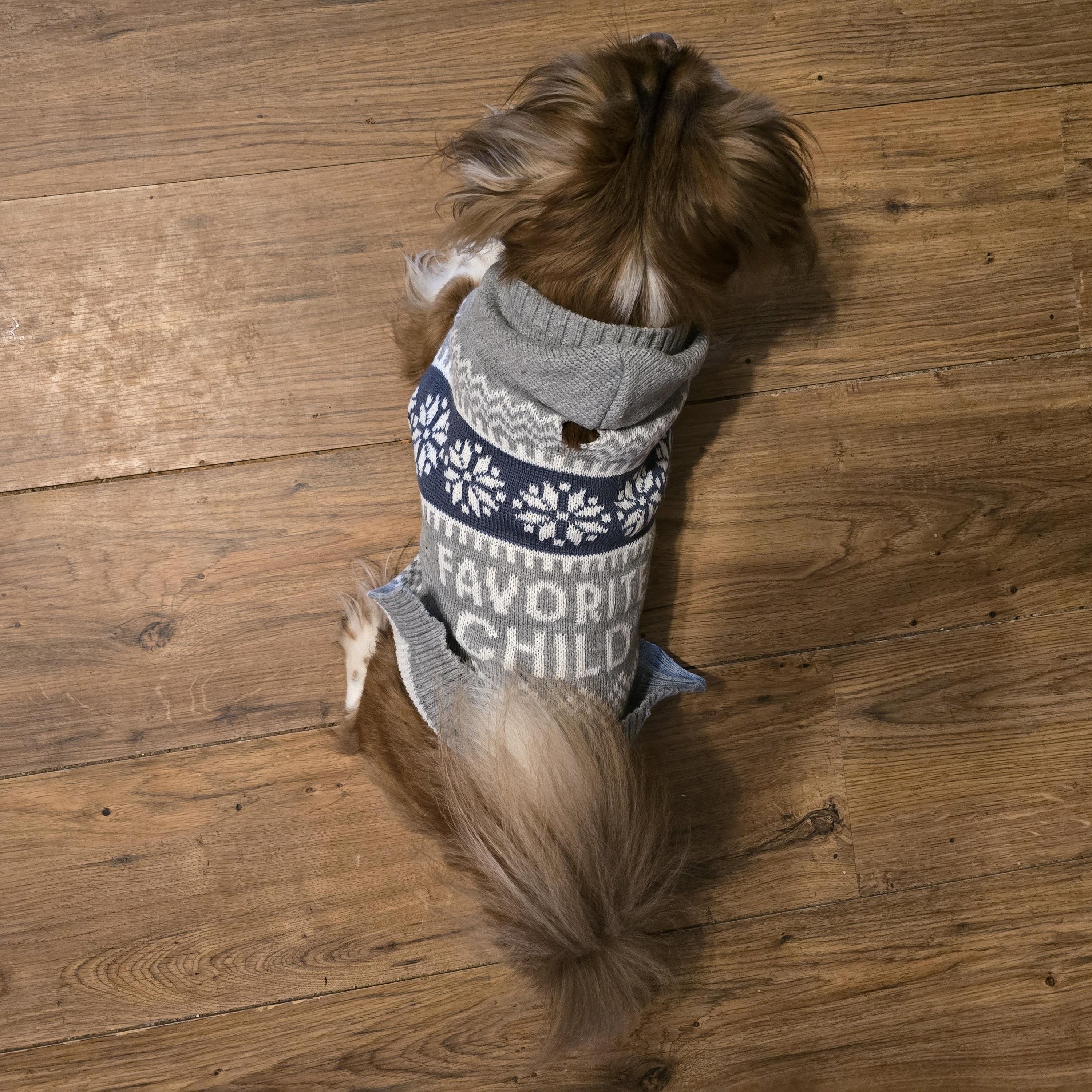 Enlarge Sammy, an adopted mixed breed in Falmouth, MA image 5/6