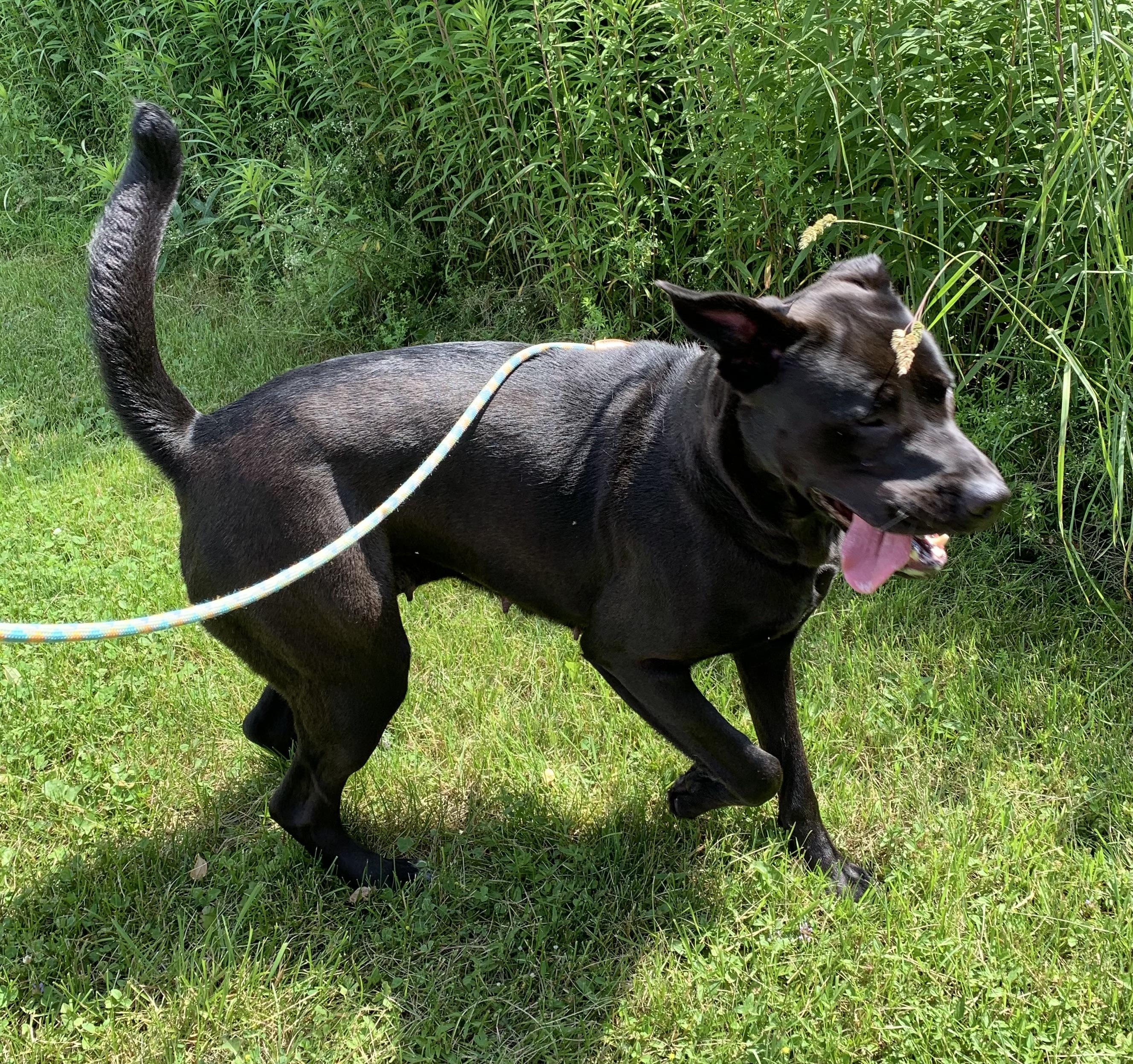 Enlarge Ellie, a ADOPTABLE mixed breed in Massena, NY image 5/6