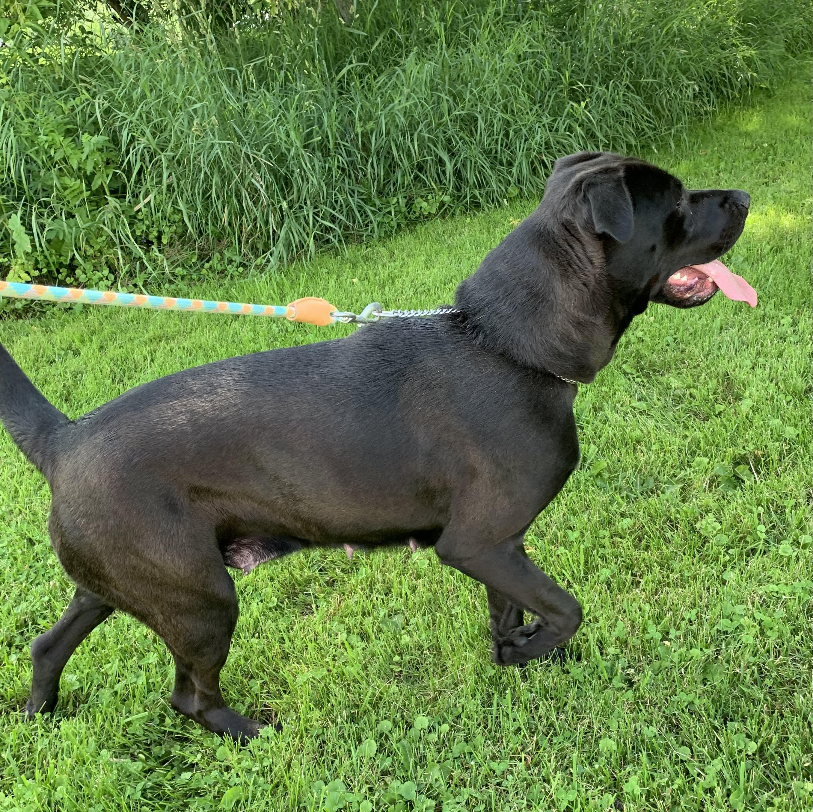Enlarge Ellie, a ADOPTABLE mixed breed in Massena, NY image 6/6