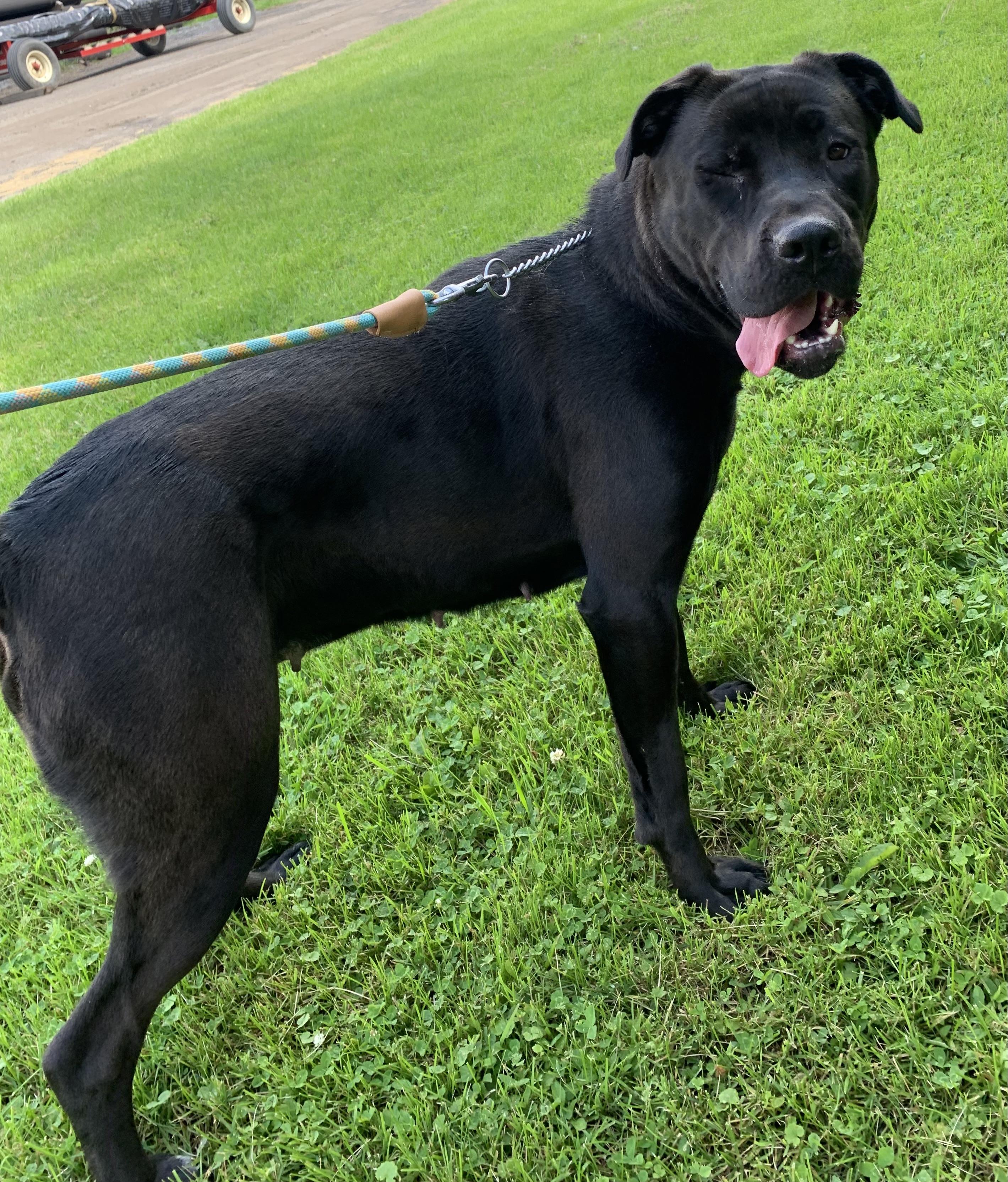 Enlarge Ellie, a ADOPTABLE mixed breed in Massena, NY image 2/6