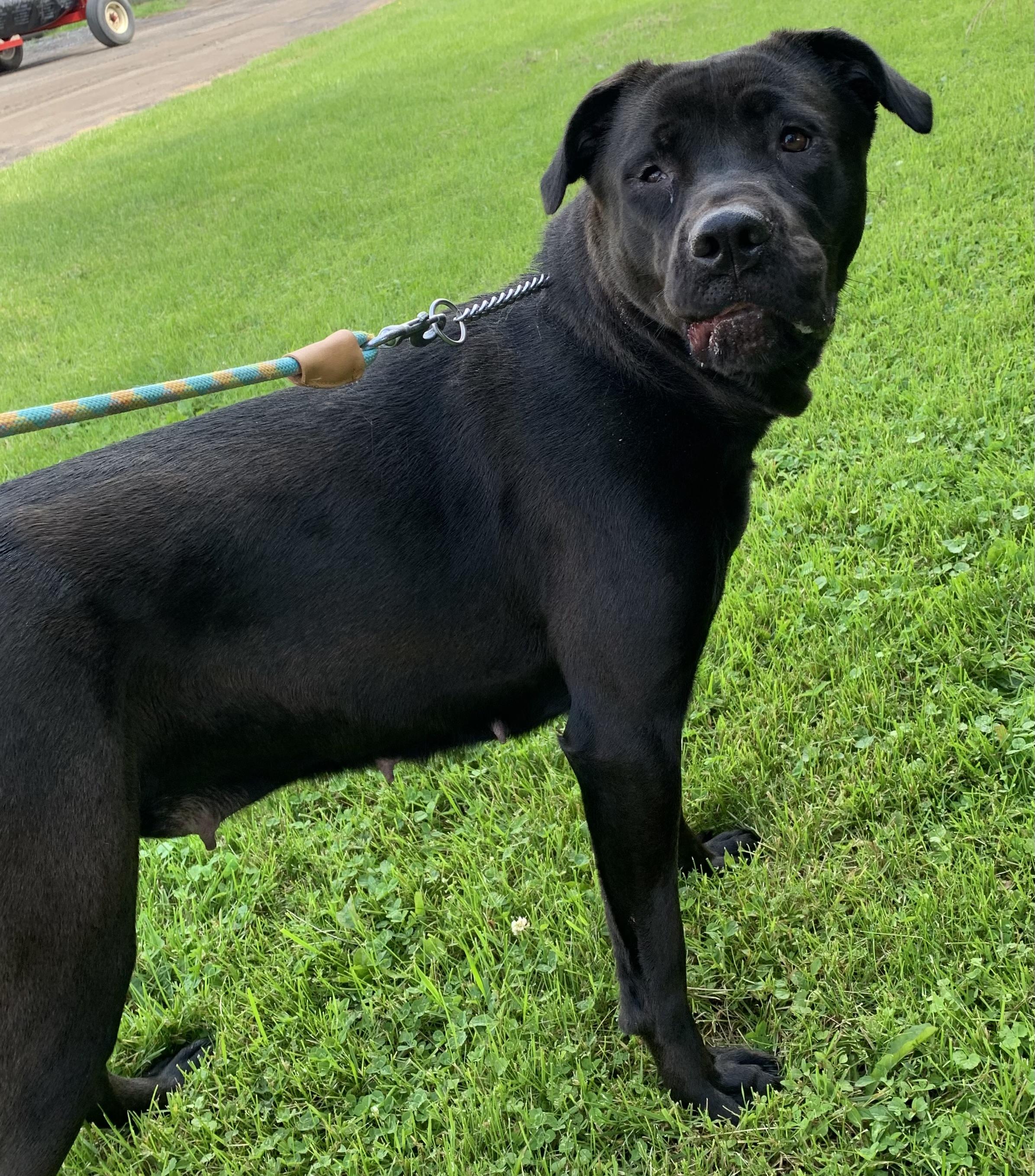 Ellie, ADOPTABLE, Adult Female Cane Corso & Labrador Retriever.