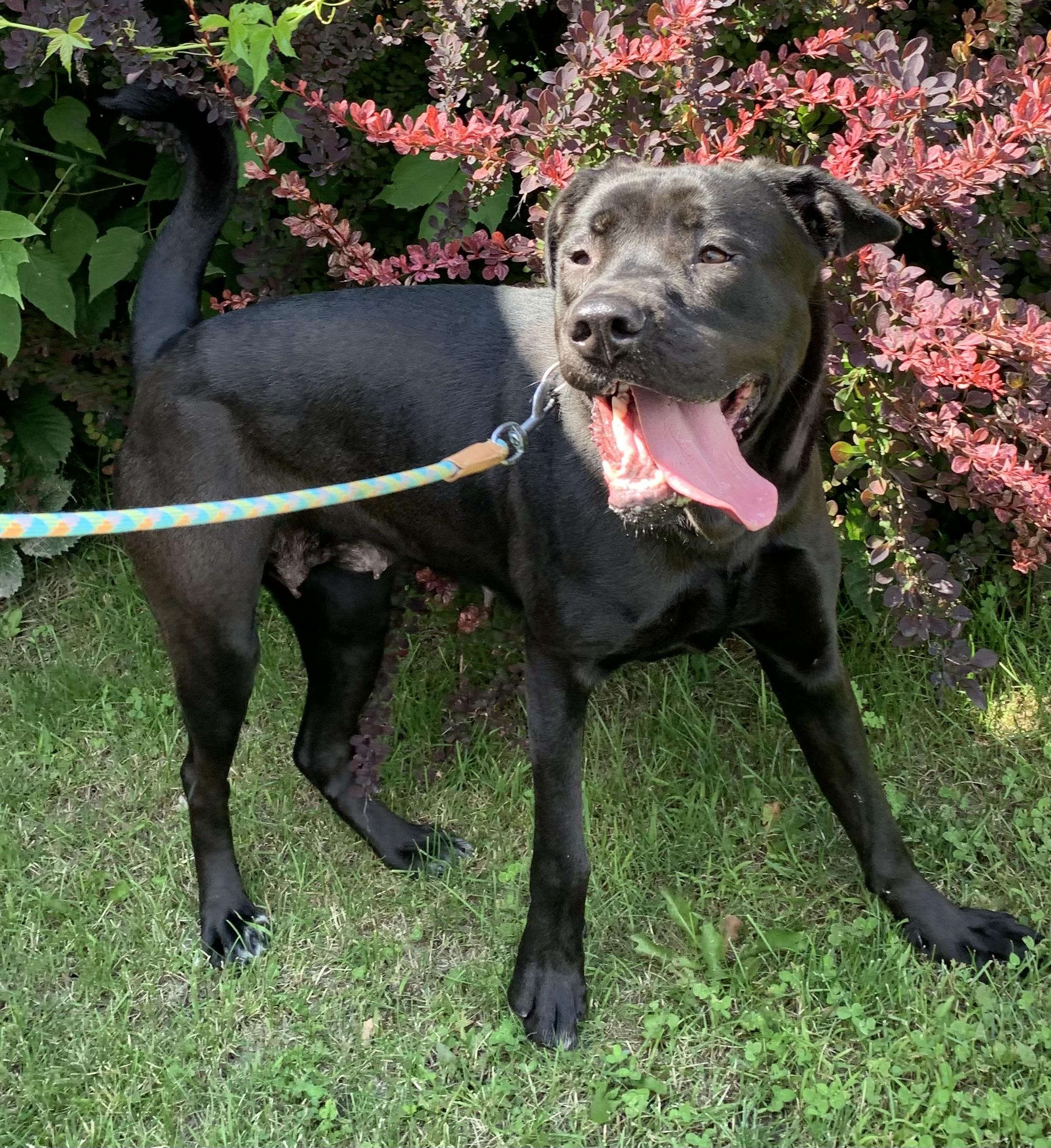 Enlarge Ellie, a ADOPTABLE mixed breed in Massena, NY image 3/6