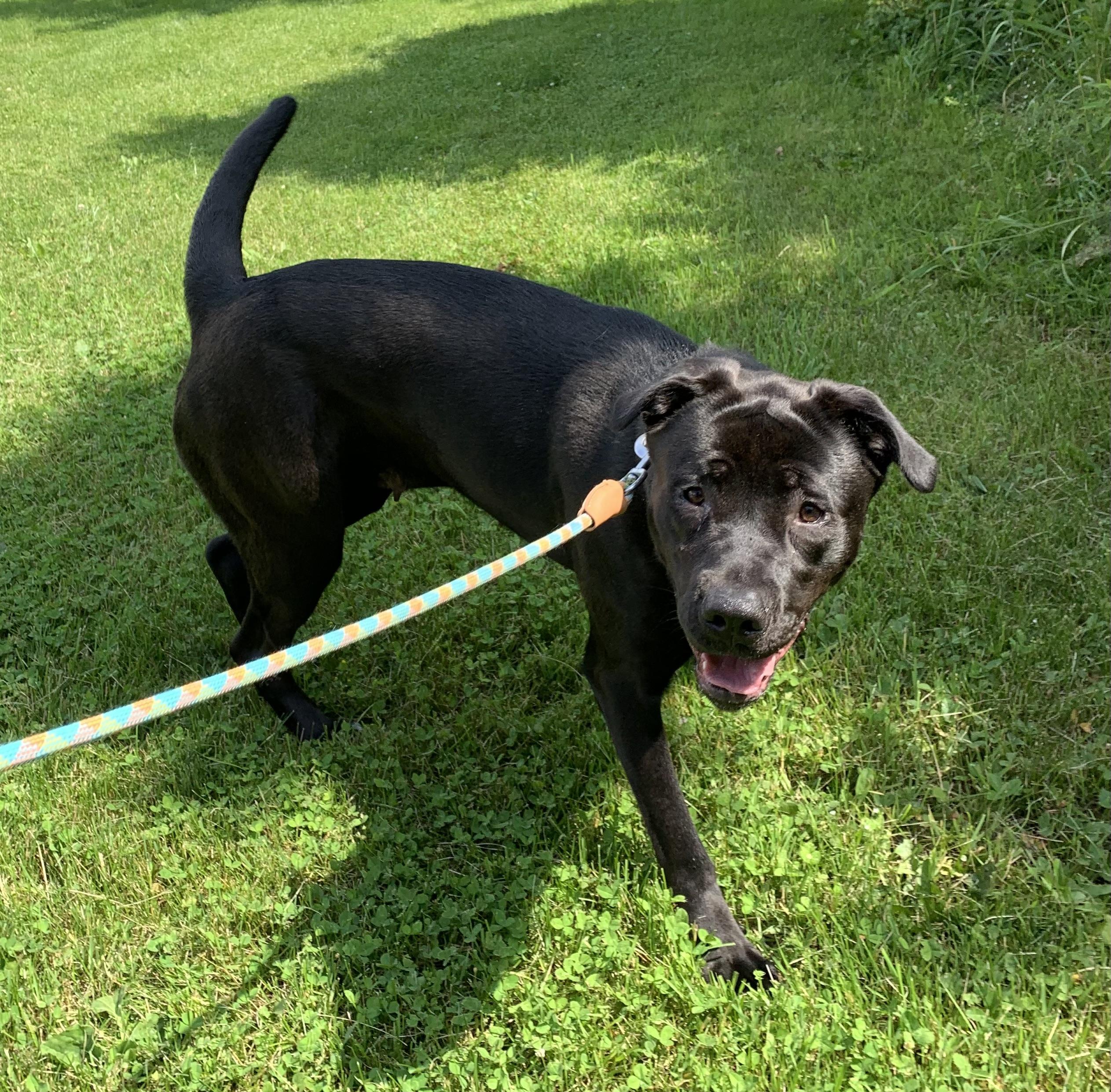Enlarge Ellie, a ADOPTABLE mixed breed in Massena, NY image 4/6