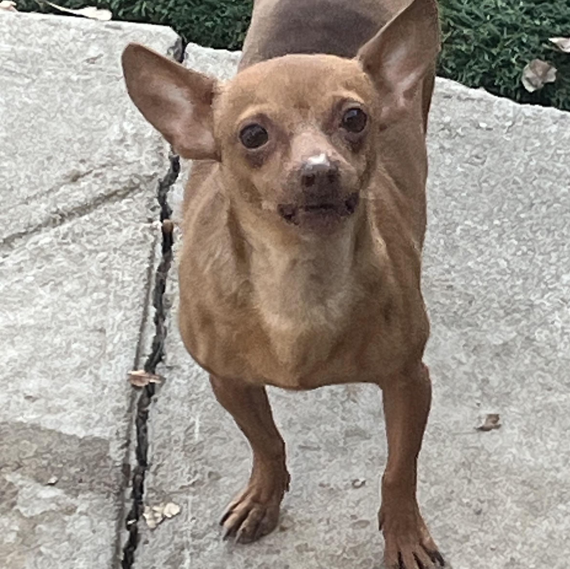Enlarge Ruby, a ADOPTABLE Chihuahua in Longmont, CO image 1/1